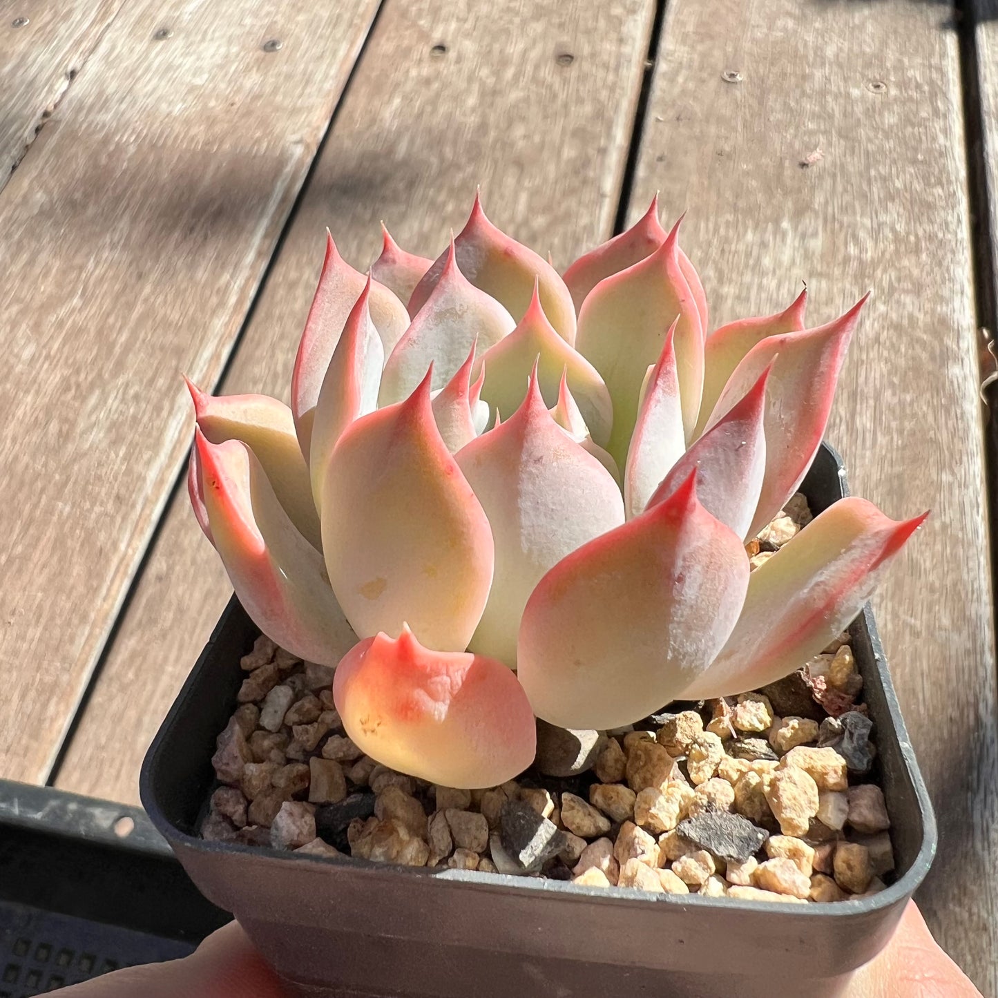 Echeveria Laulensis x Tuxpan