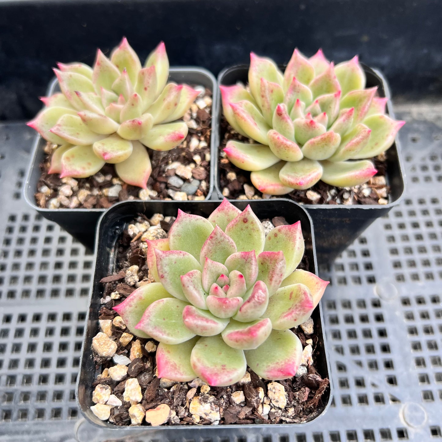Echeveria Arzee