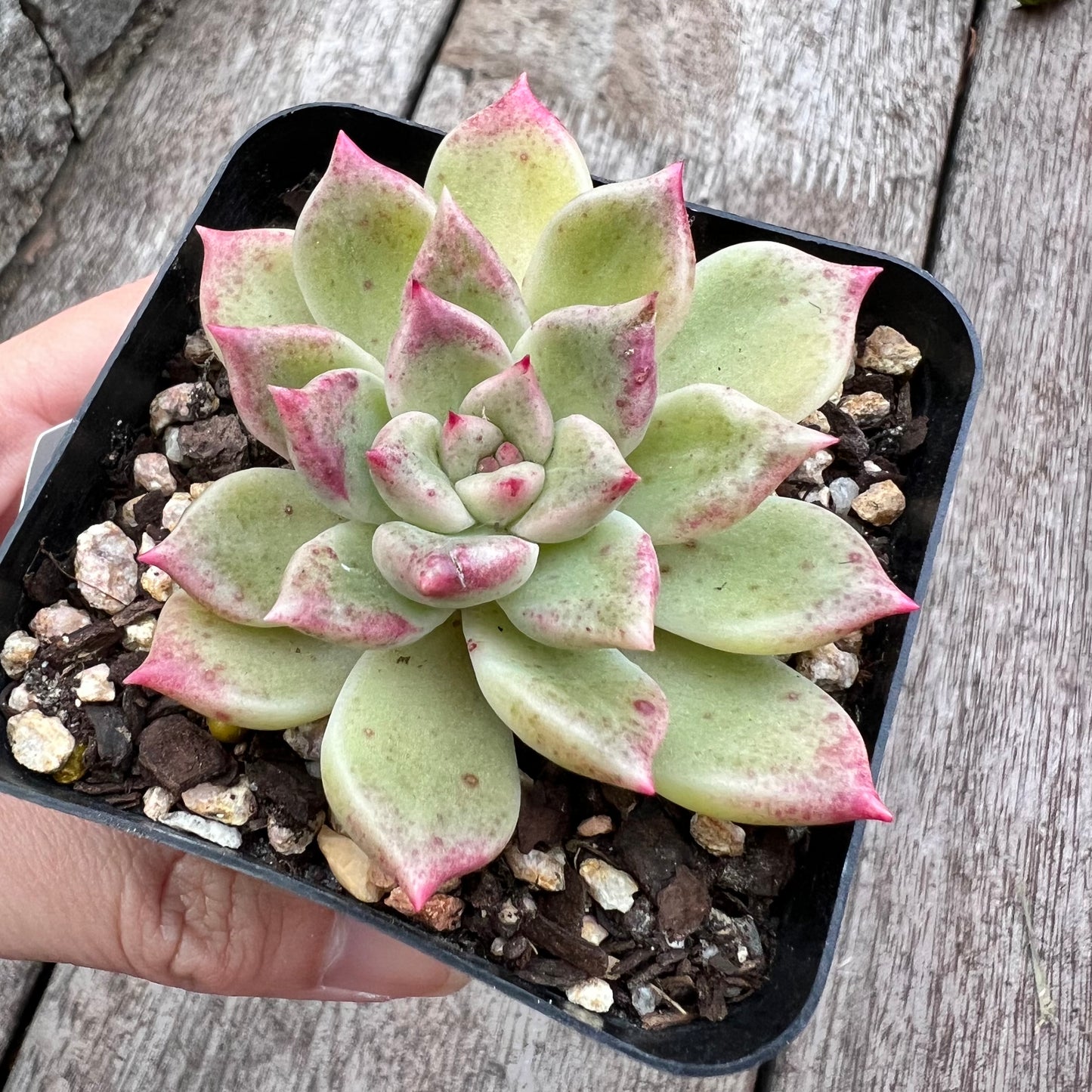 Echeveria Arzee