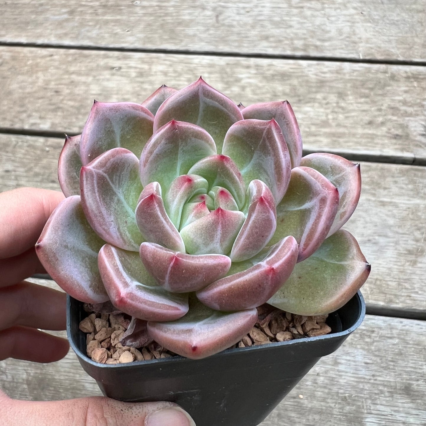 Echeveria Champagne 'Lovebird'