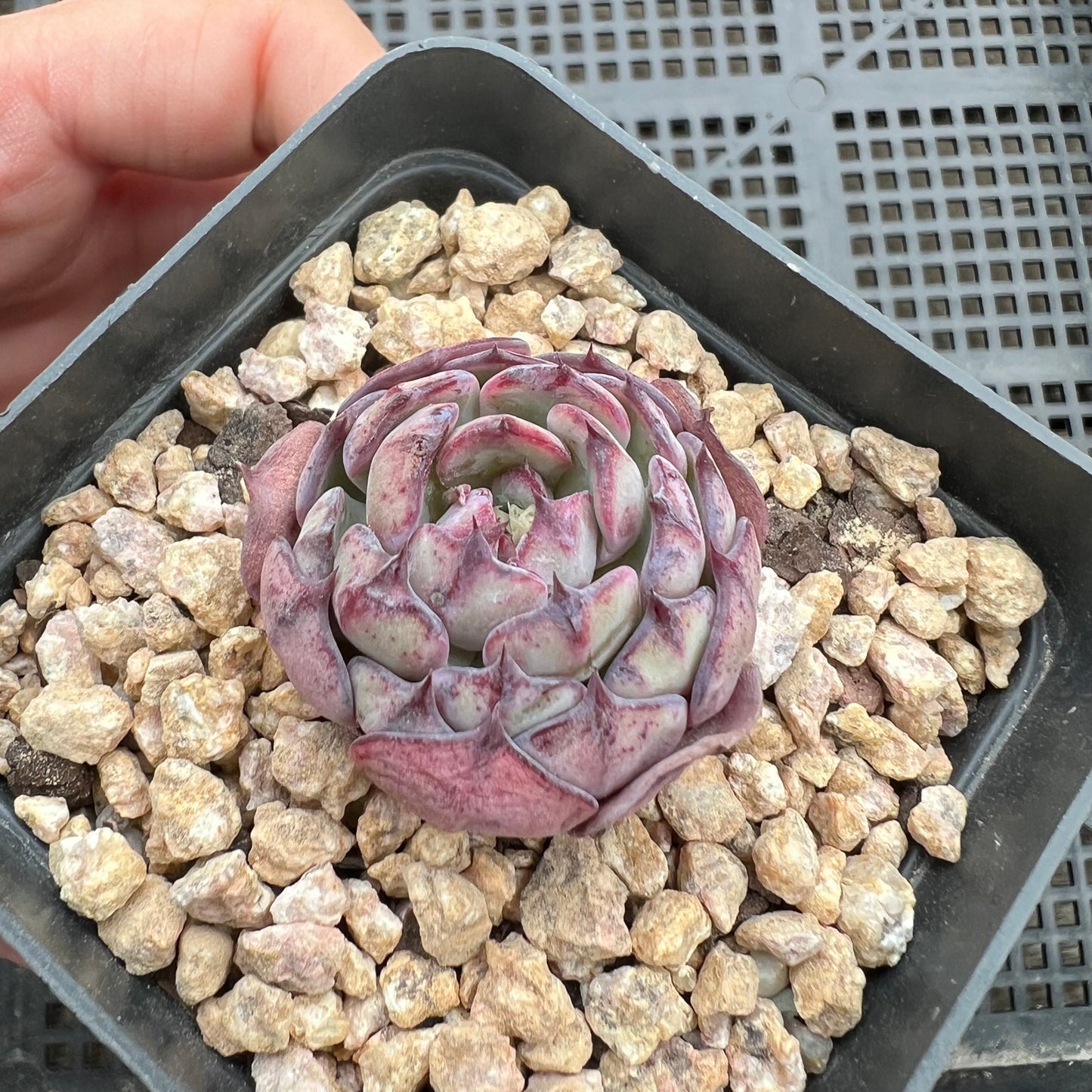 Echeveria Chiok