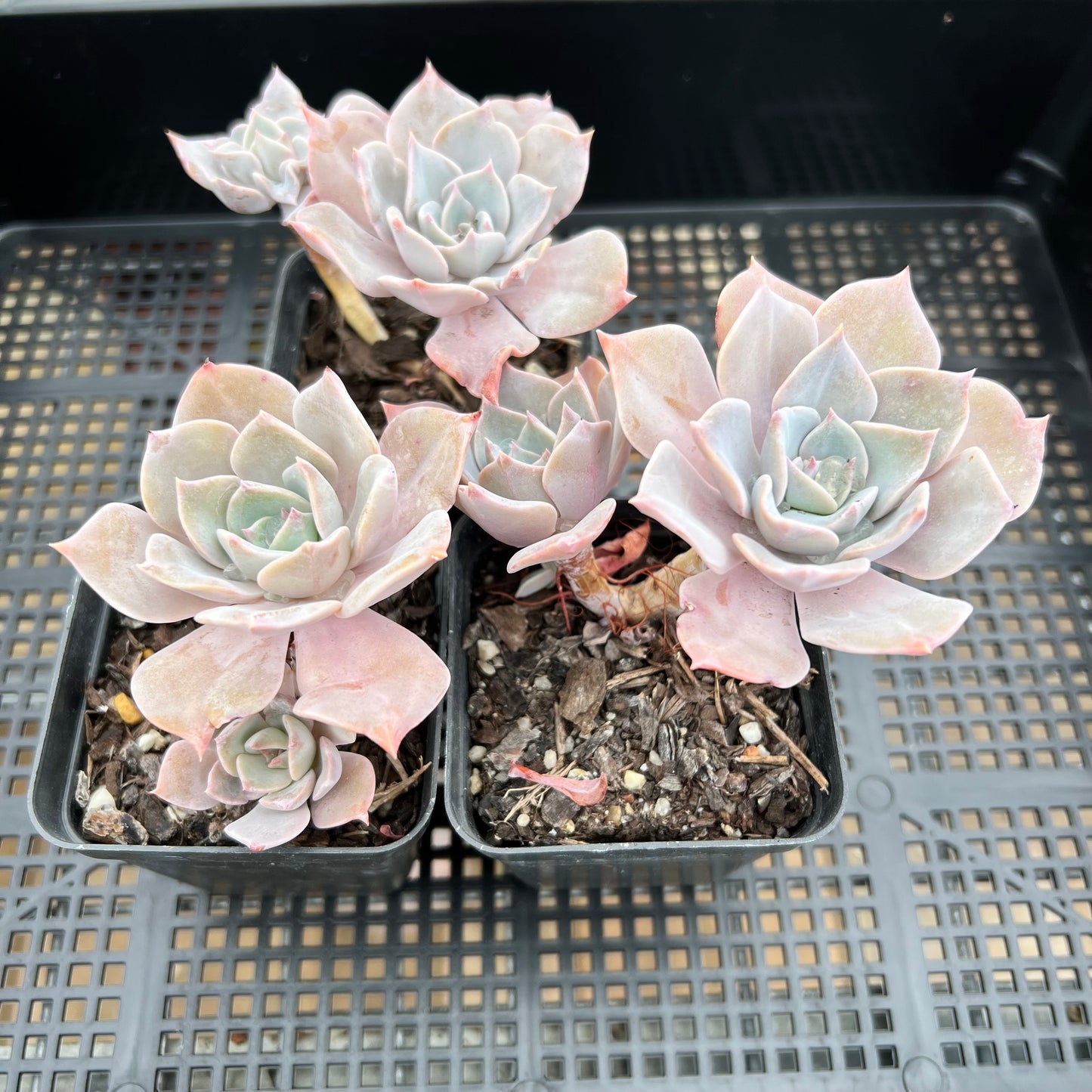 Graptoveria Coconut Ice