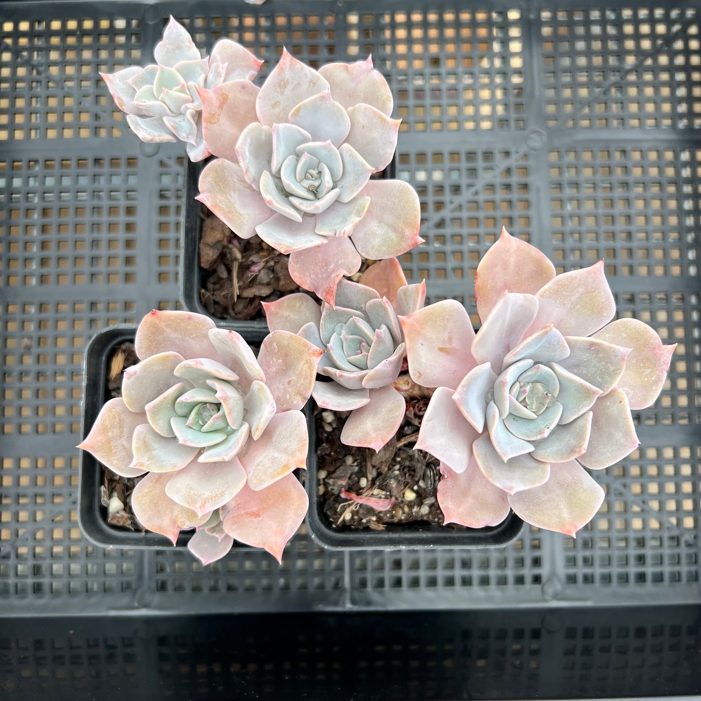 Graptoveria Coconut Ice