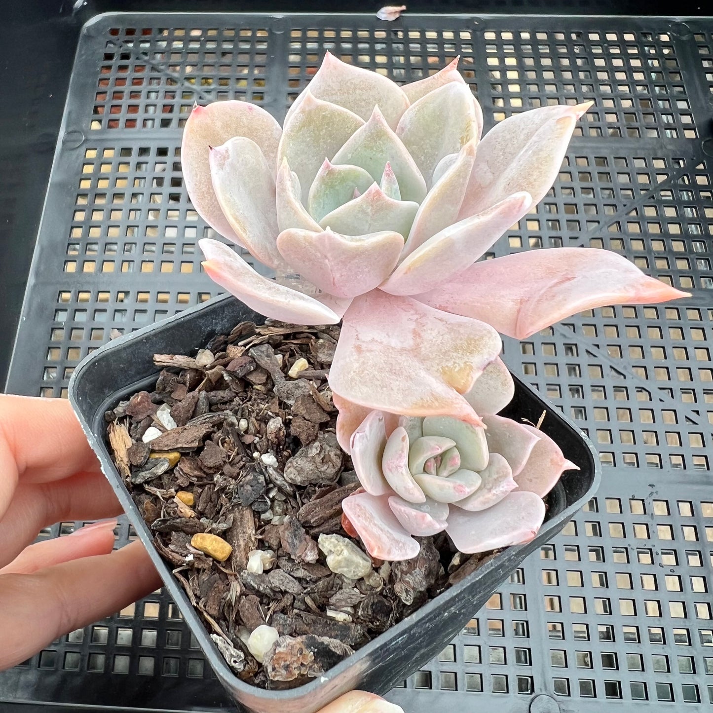 Graptoveria Coconut Ice