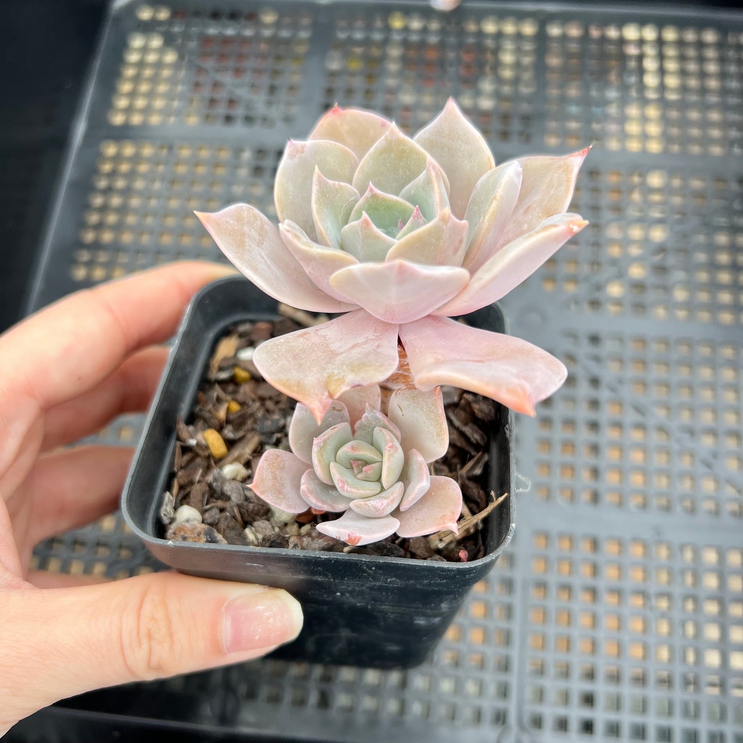 Graptoveria Coconut Ice
