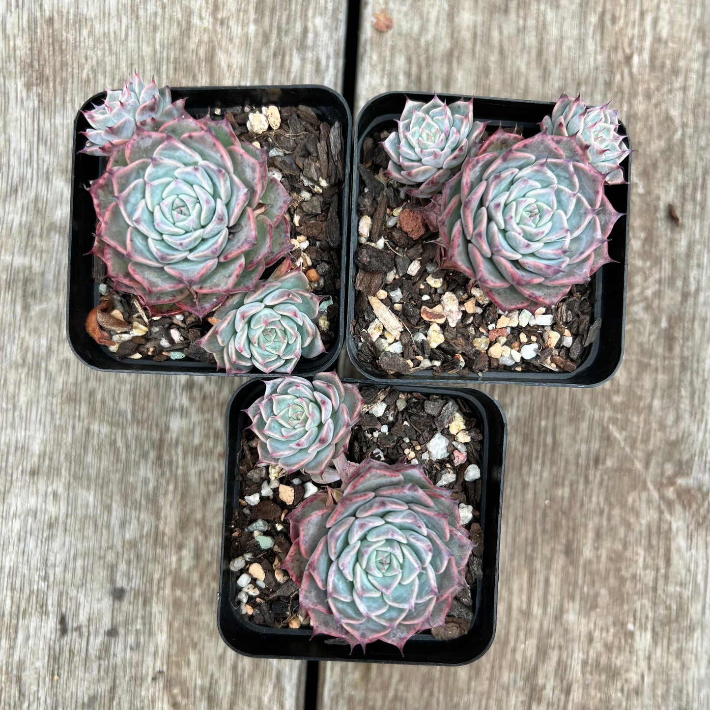 Echeveria Fiona's Choice