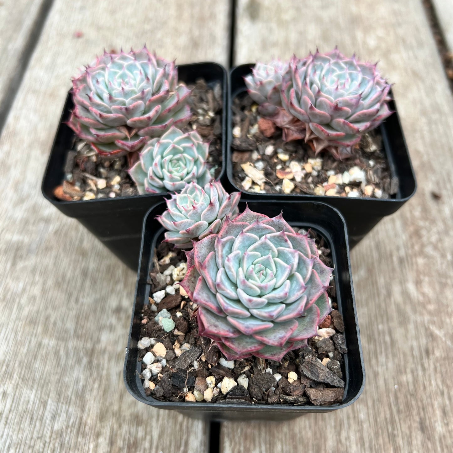 Echeveria Fiona's Choice