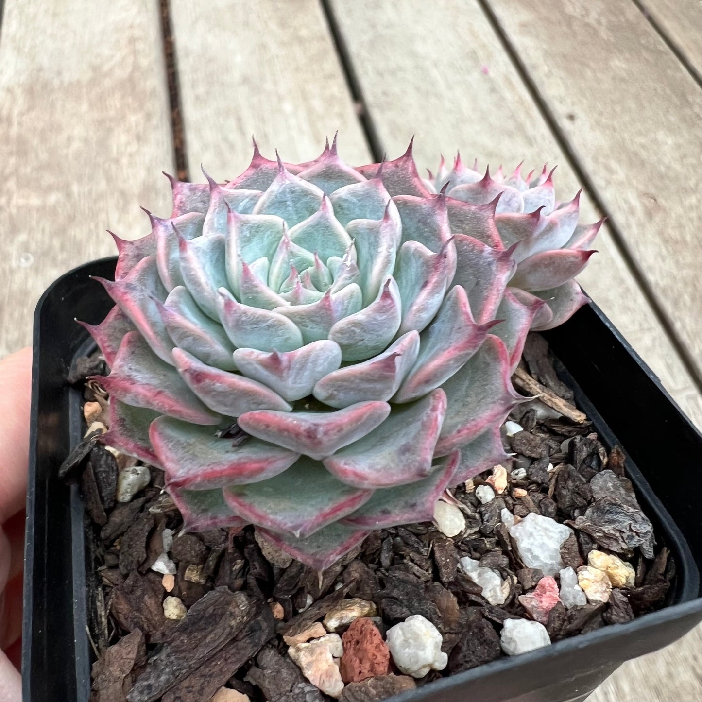 Echeveria Fiona's Choice