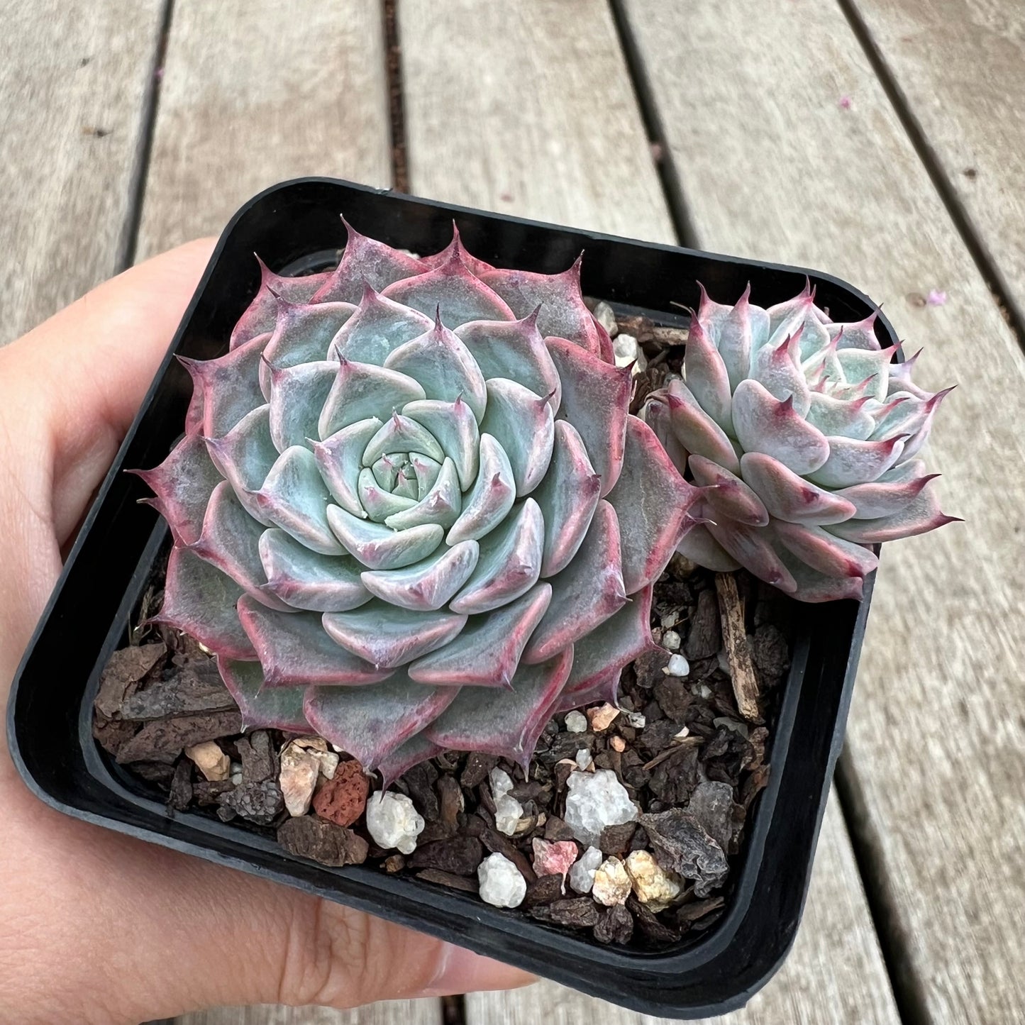 Echeveria Fiona's Choice
