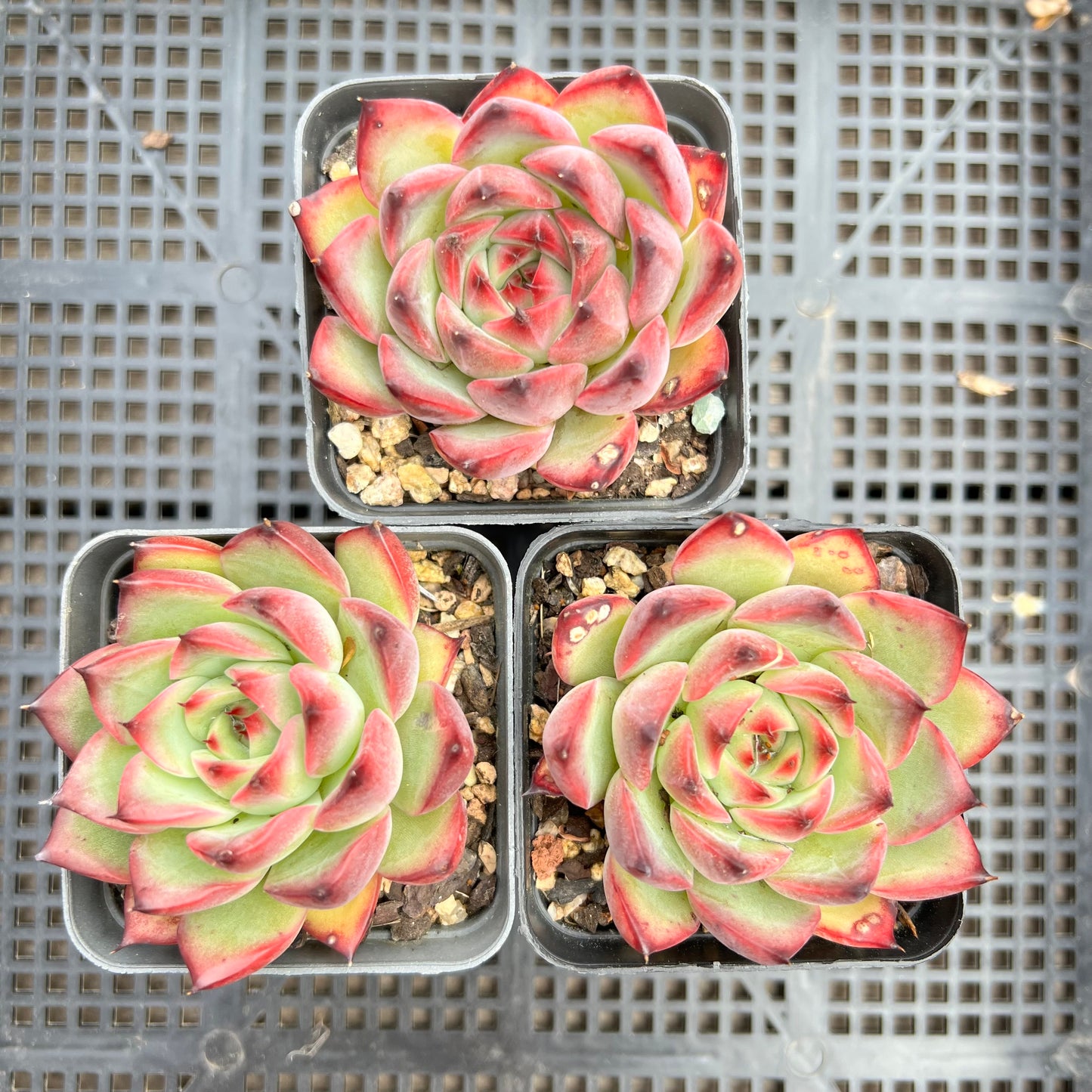 Echeveria Fire Pillar