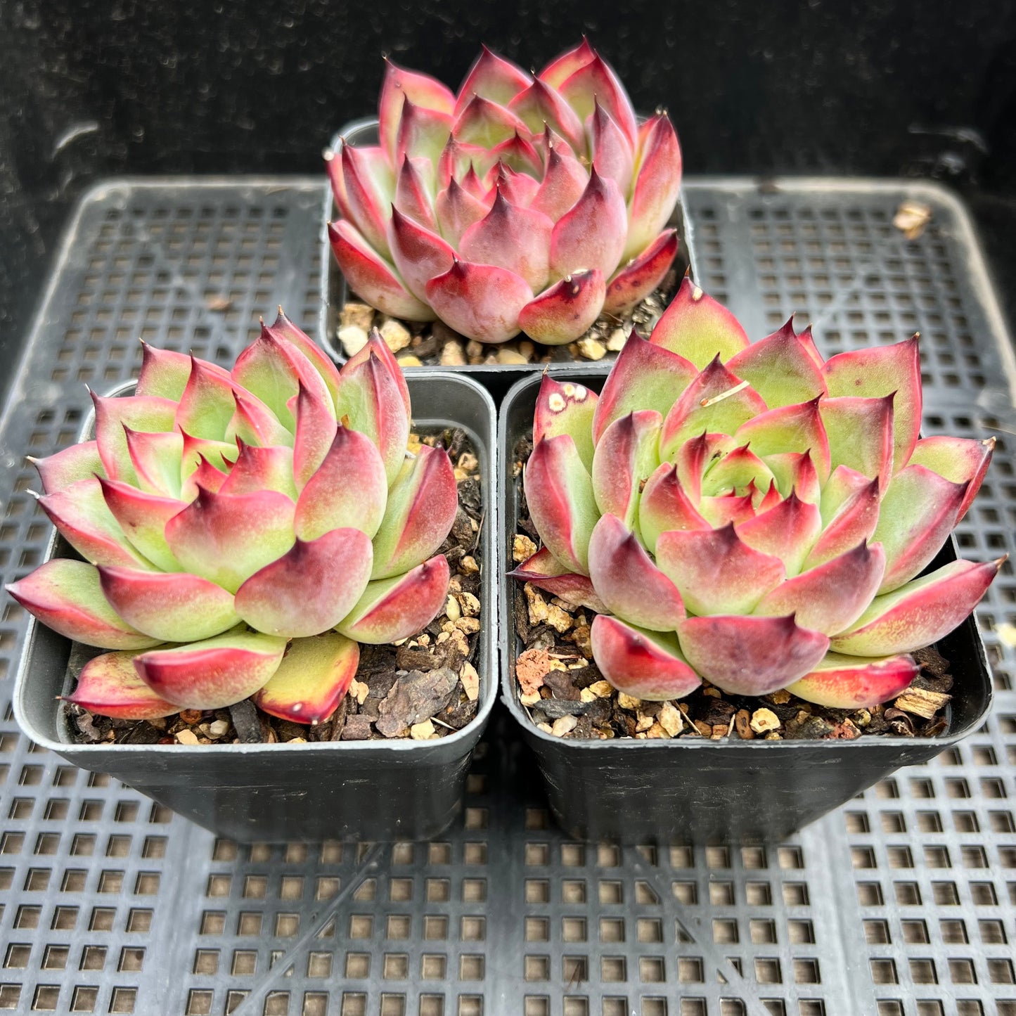 Echeveria Fire Pillar