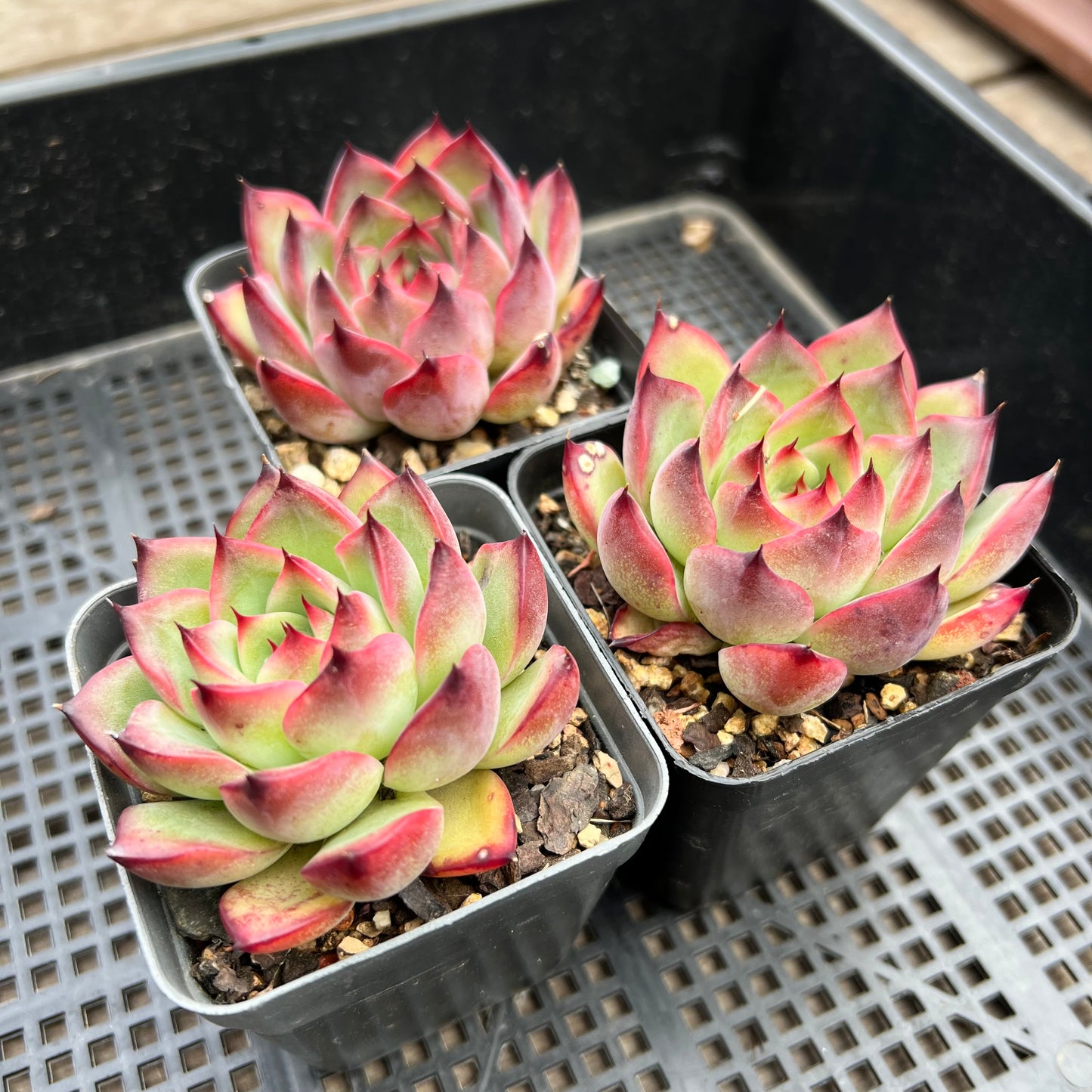 Echeveria Fire Pillar