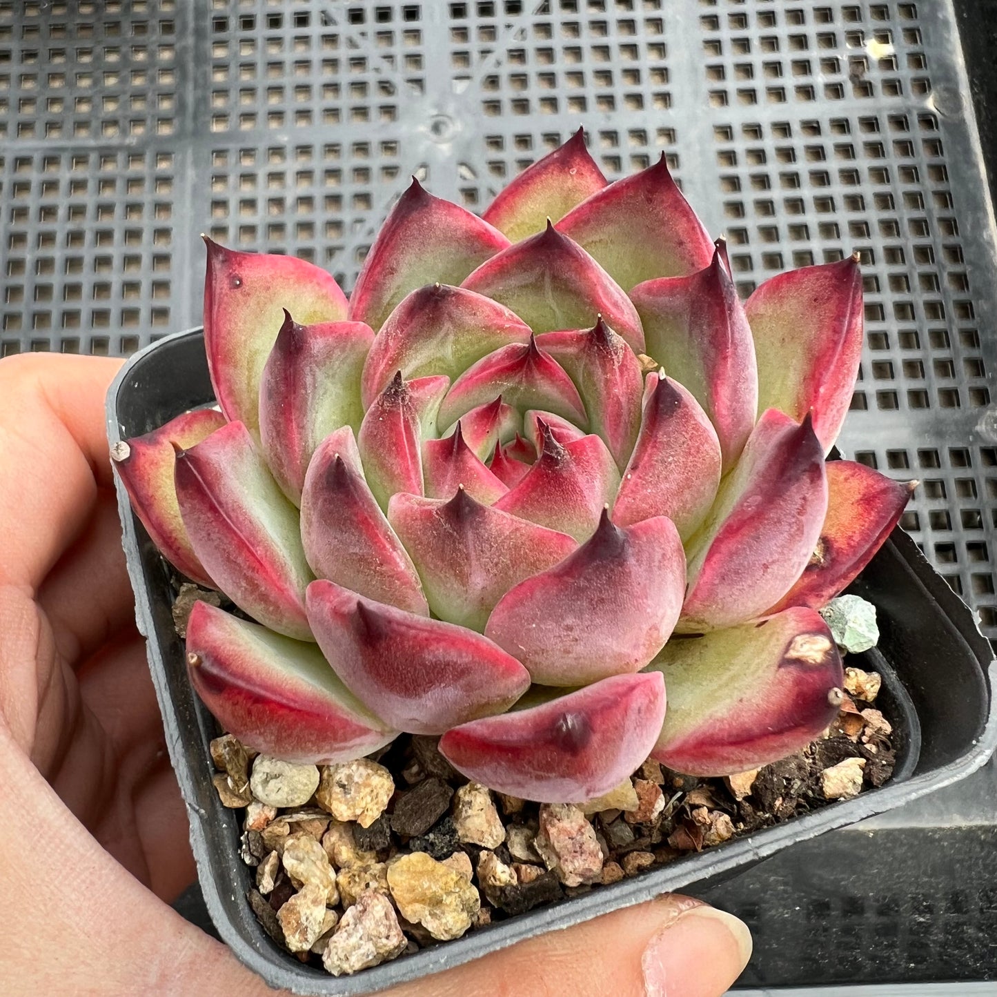 Echeveria Fire Pillar