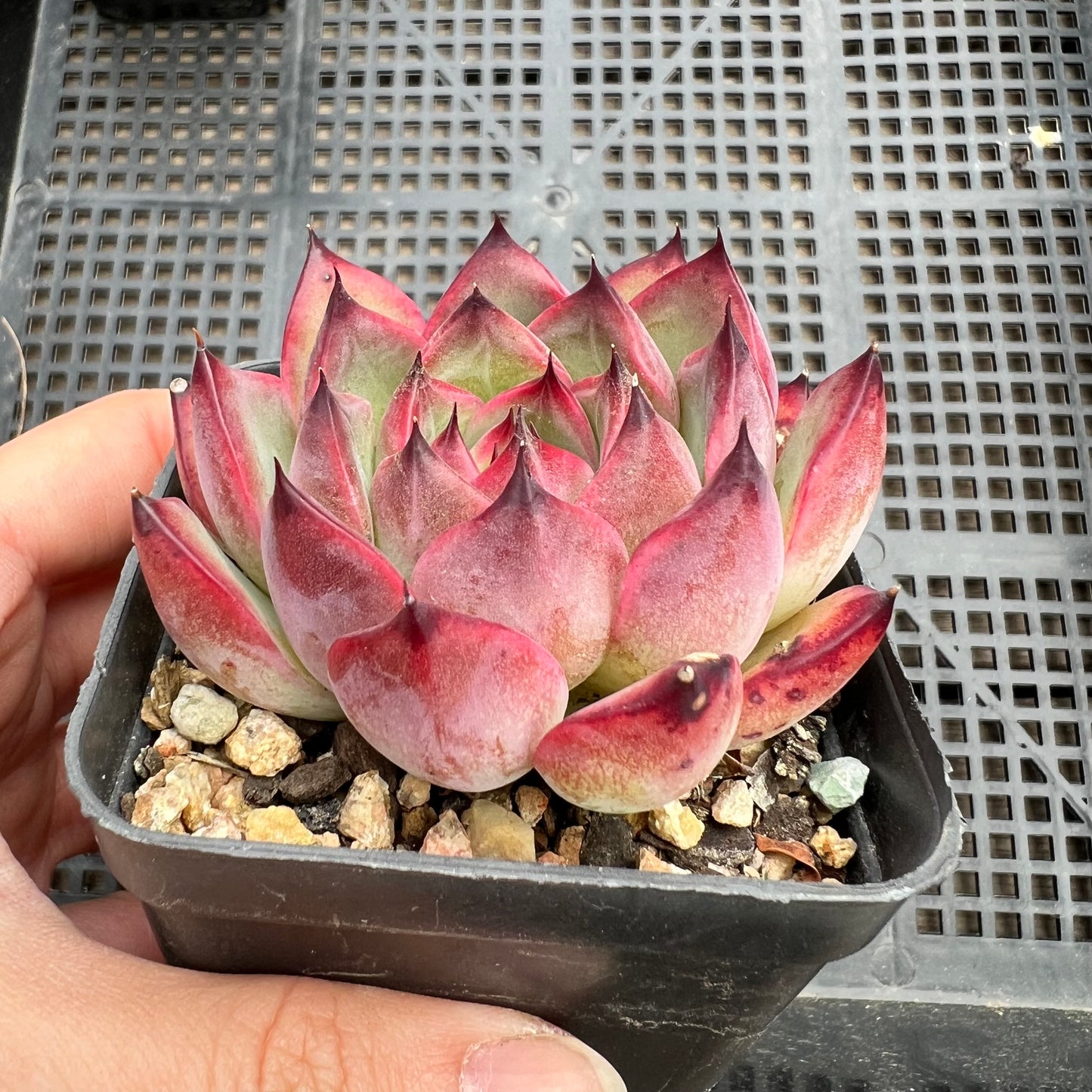 Echeveria Fire Pillar