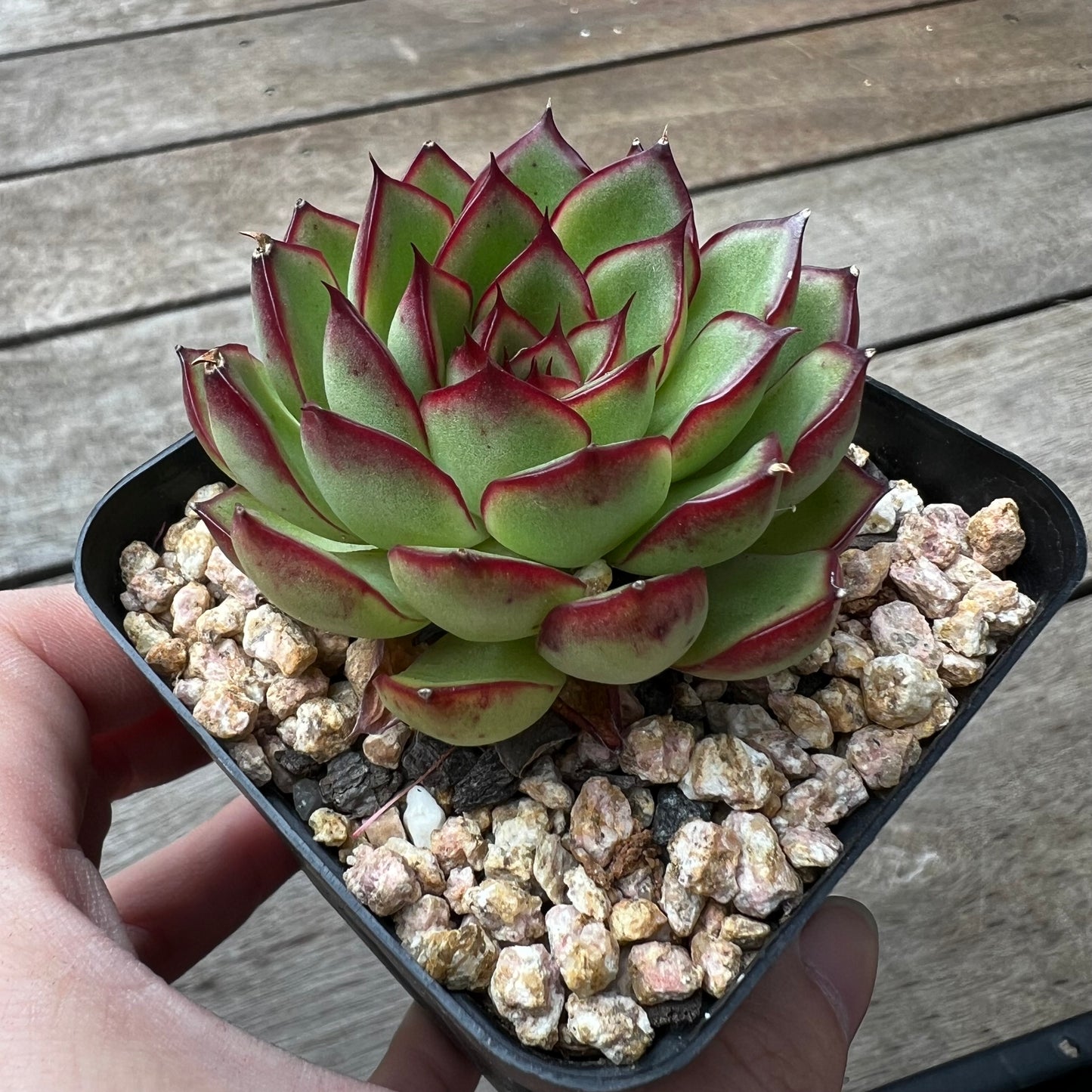 Echeveria Firefly