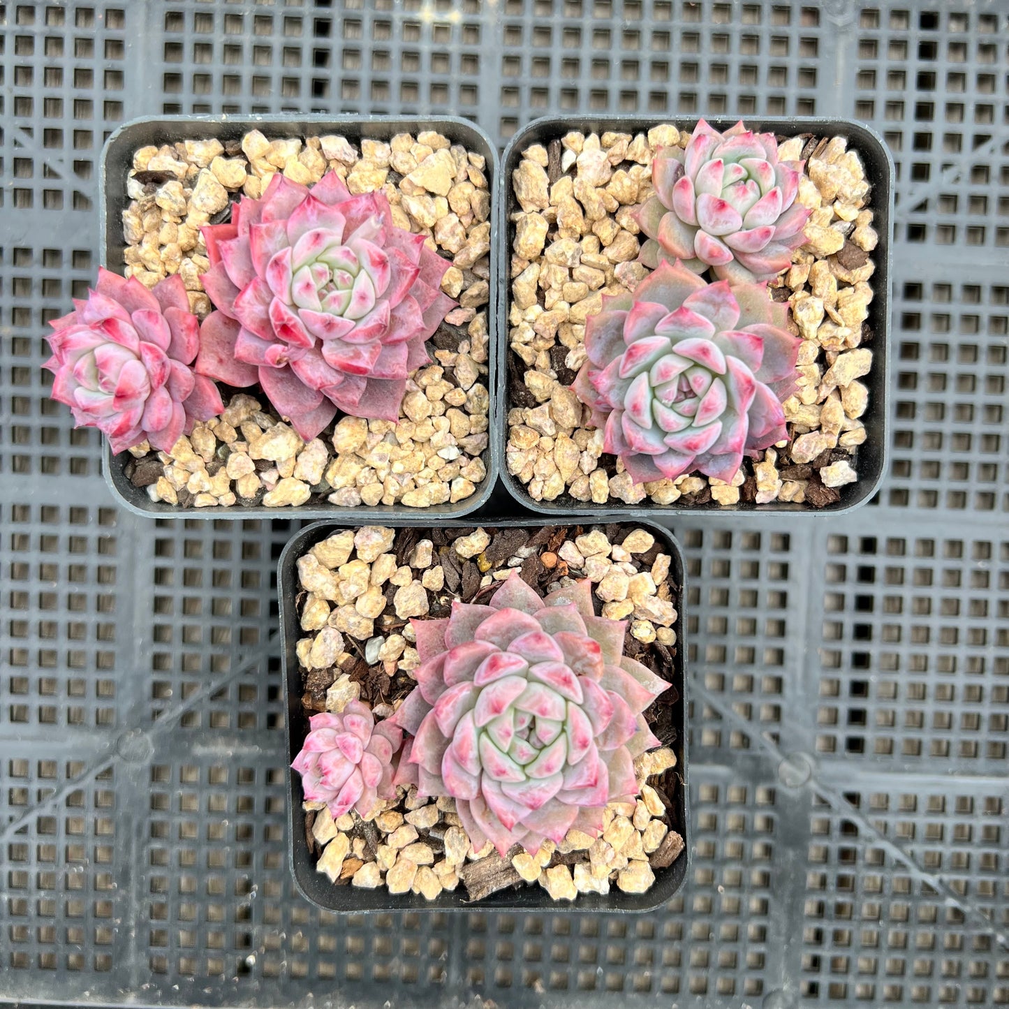 Echeveria Frosty Bloom