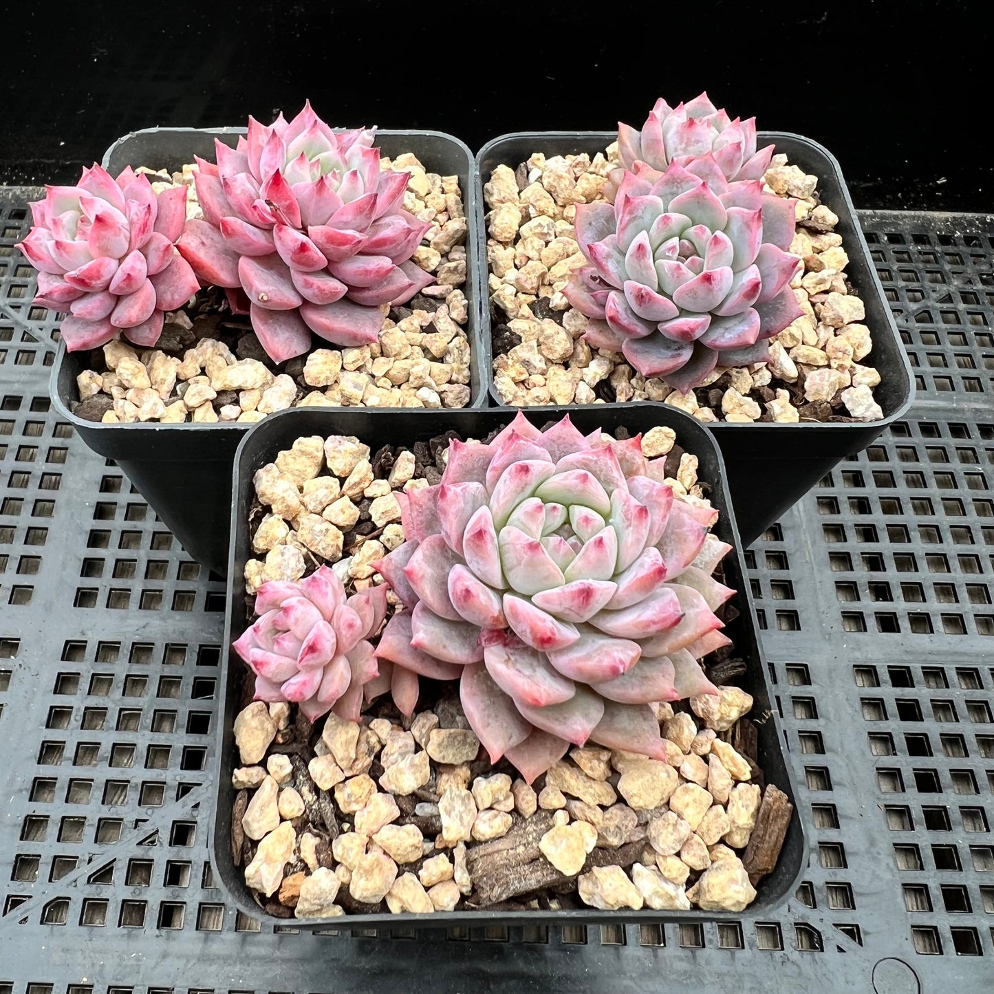 Echeveria Frosty Bloom