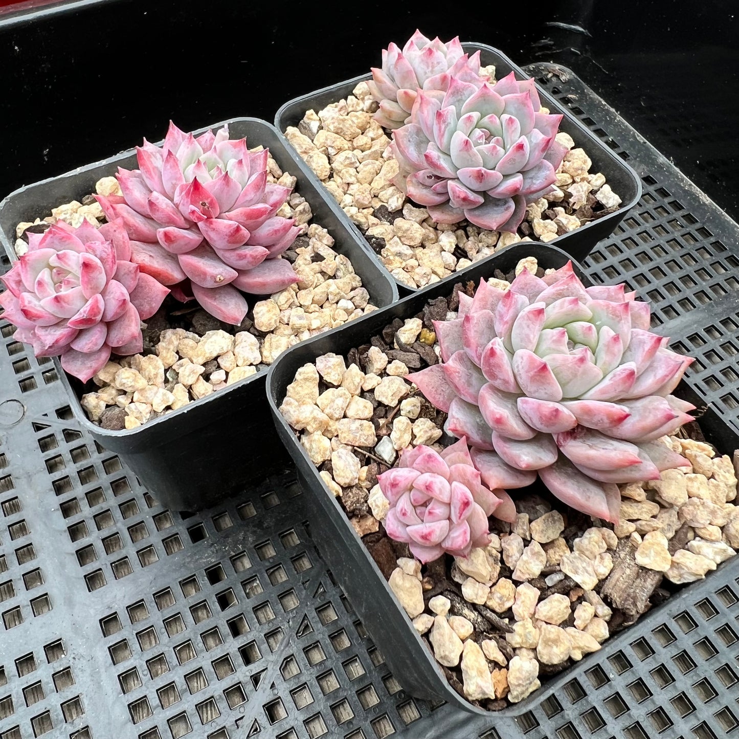 Echeveria Frosty Bloom