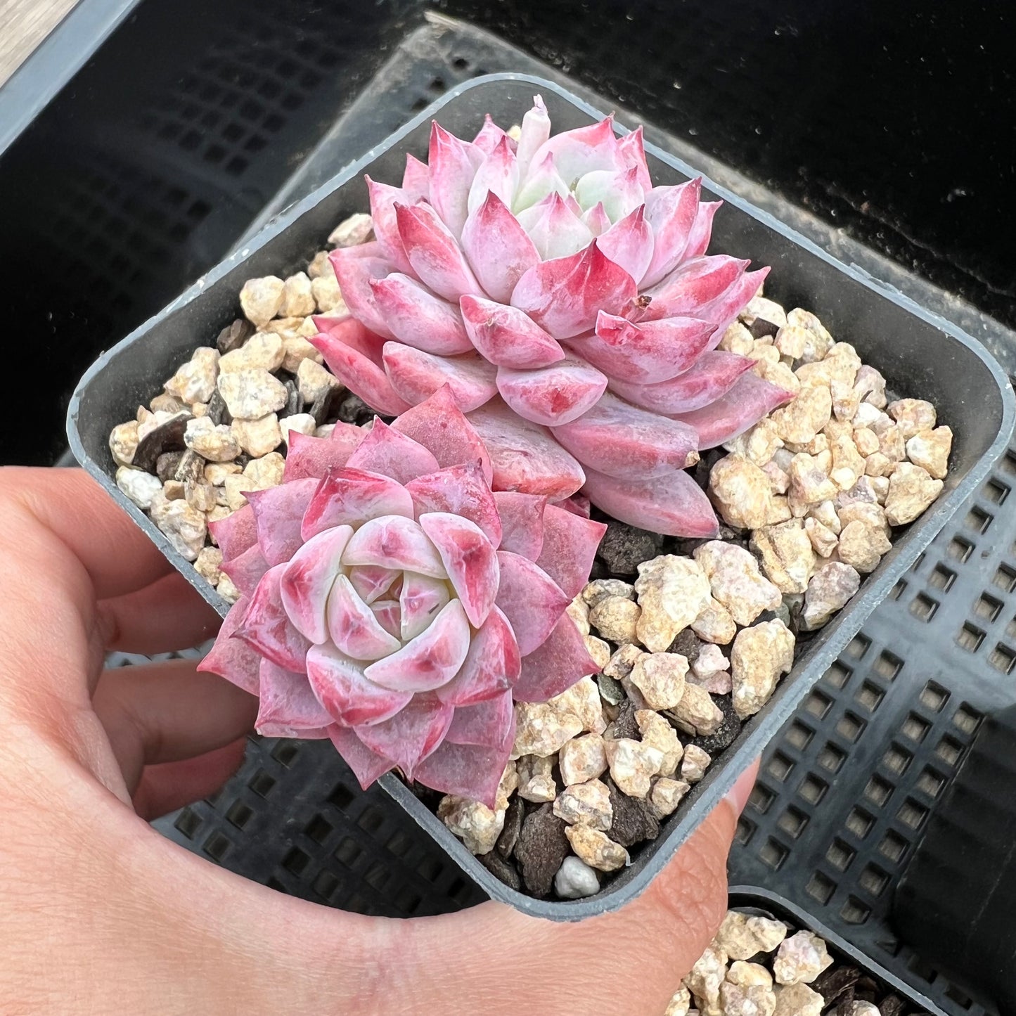 Echeveria Frosty Bloom