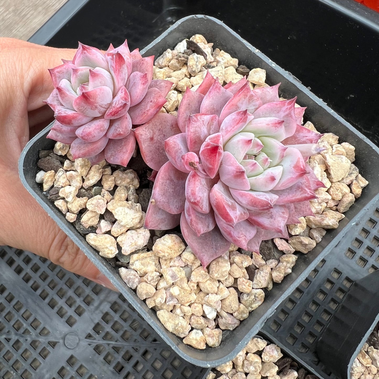 Echeveria Frosty Bloom