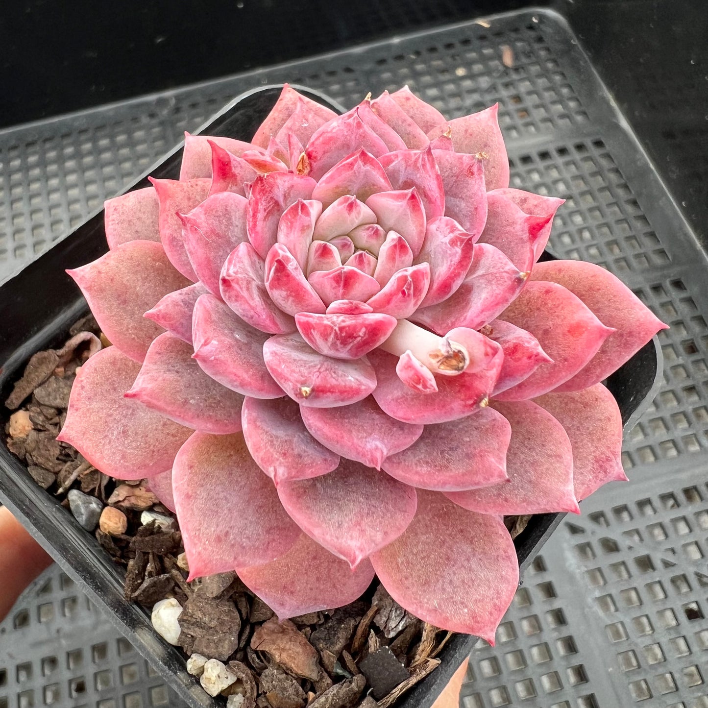 Echeveria Frosty Bloom