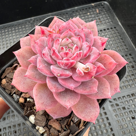 Echeveria Frosty Bloom