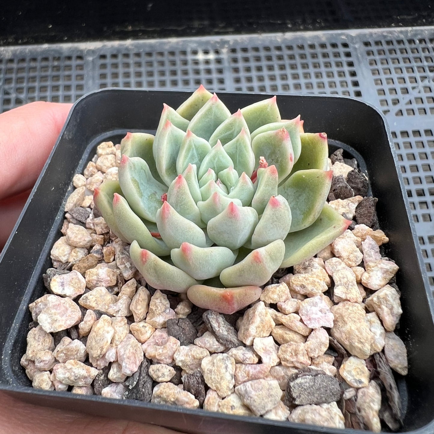 Echeveria Goblin