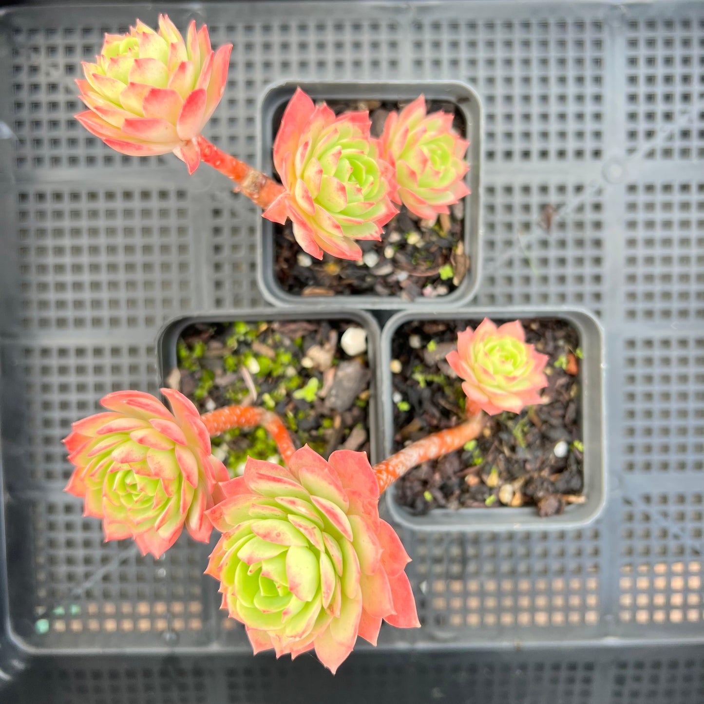 Sedeveria Green Rose (Cutting*)