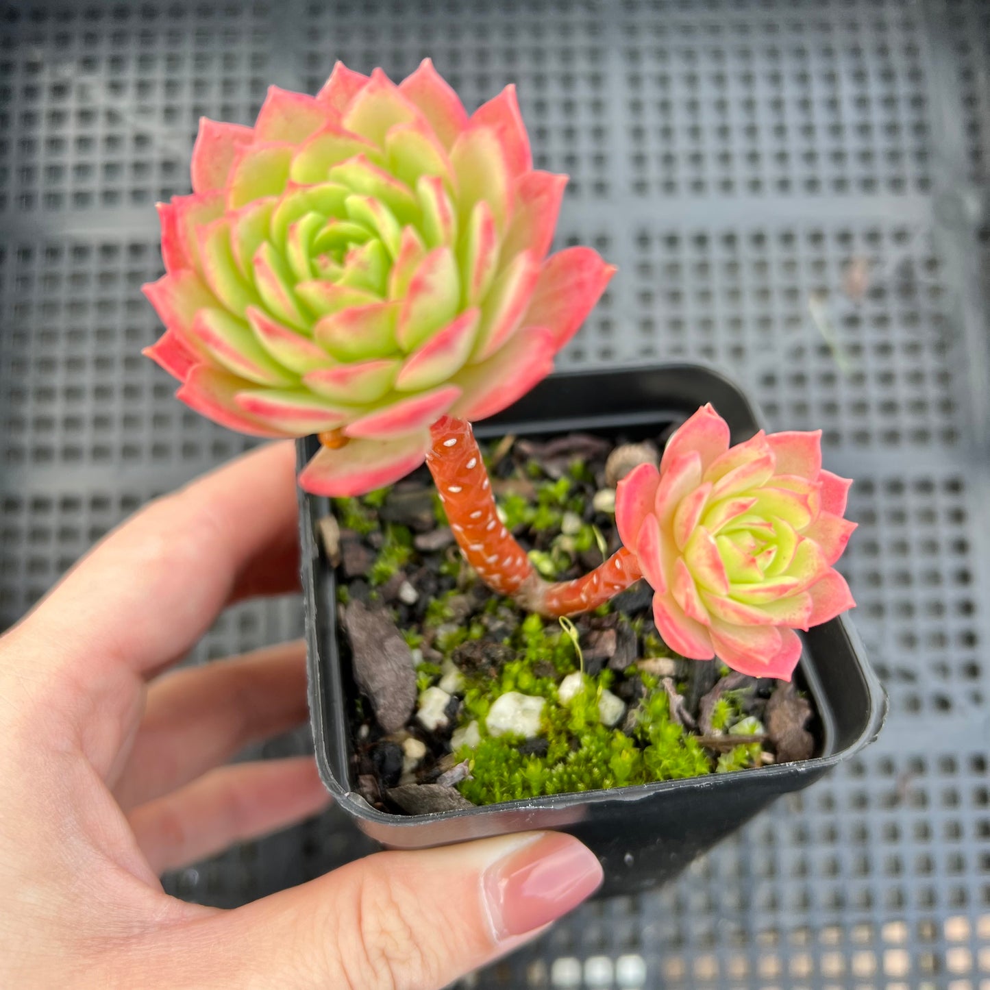 Sedeveria Green Rose (Cutting*)