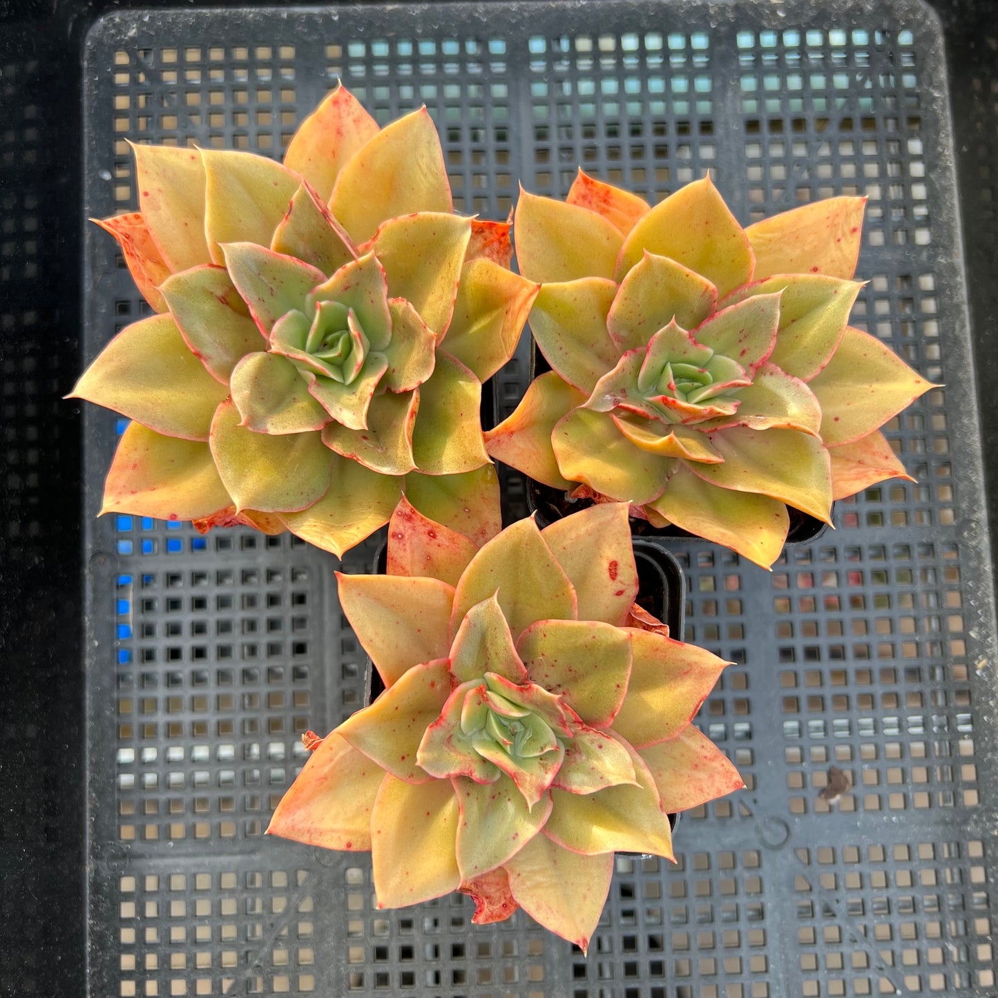 Echeveria Green Smile