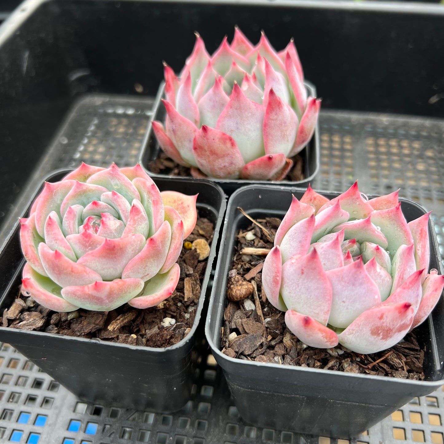 Echeveria Home Alone