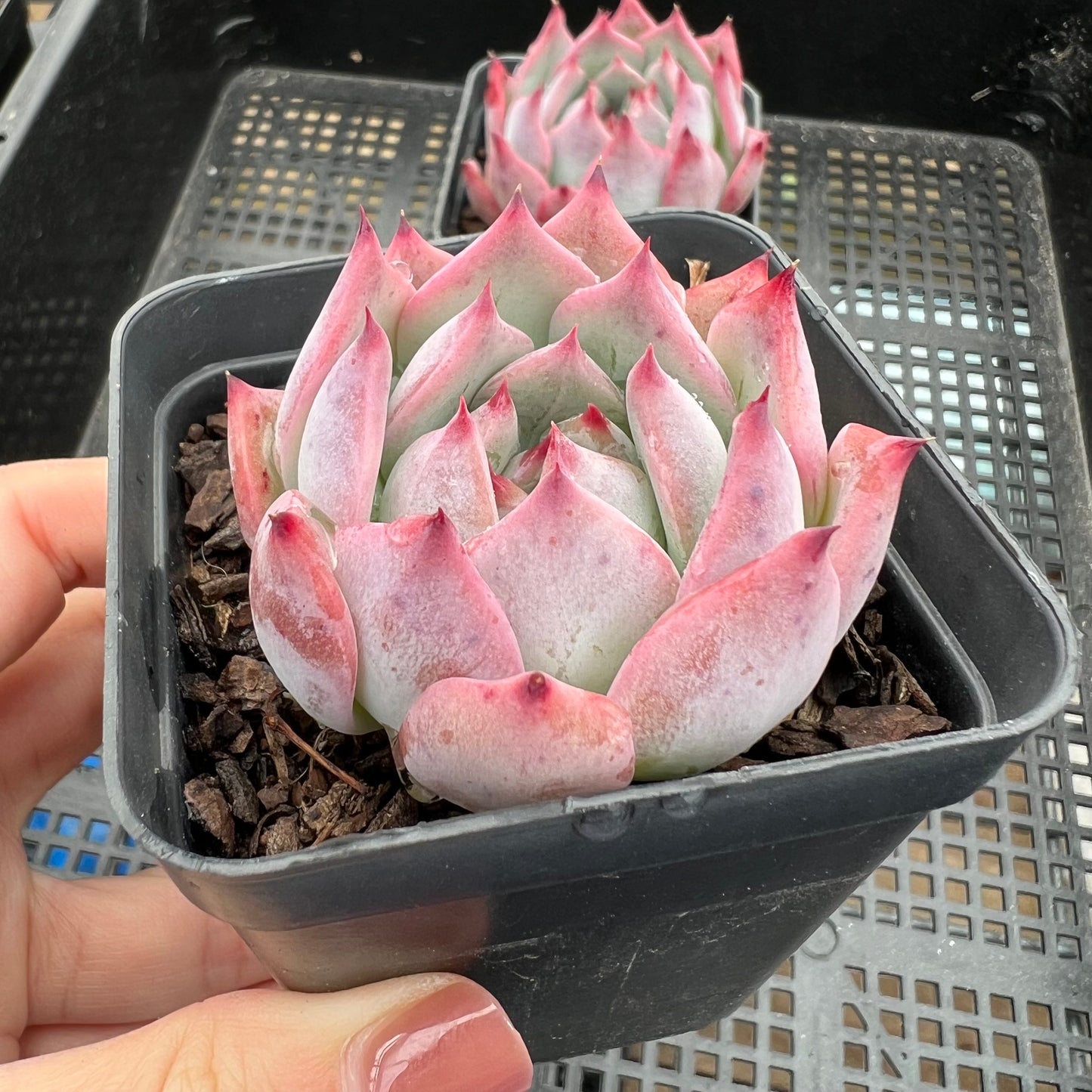 Echeveria Home Alone