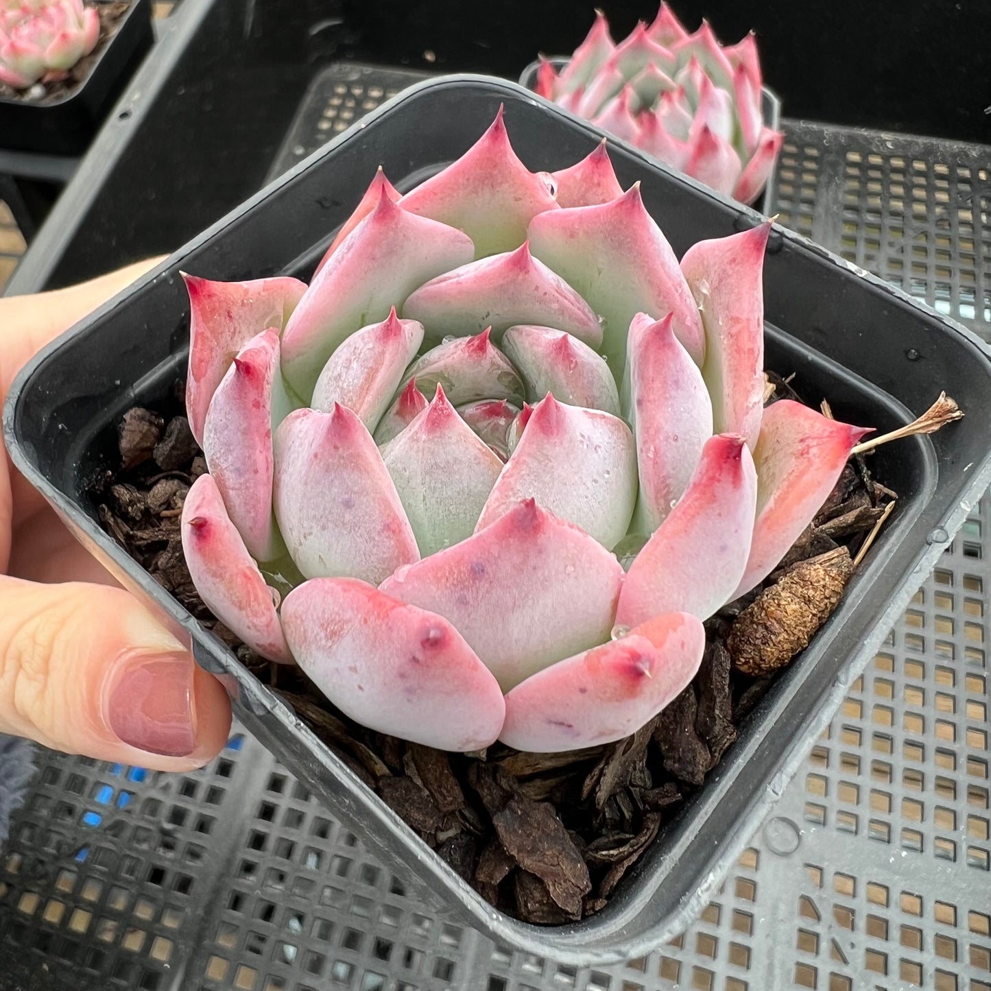 Echeveria Home Alone