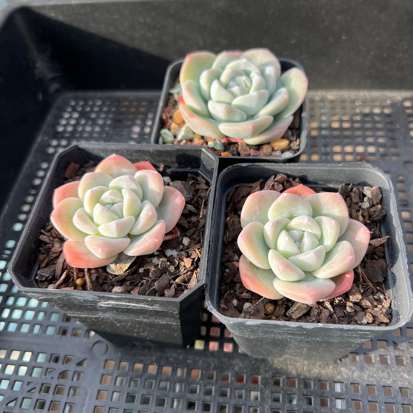Echeveria Ice Green