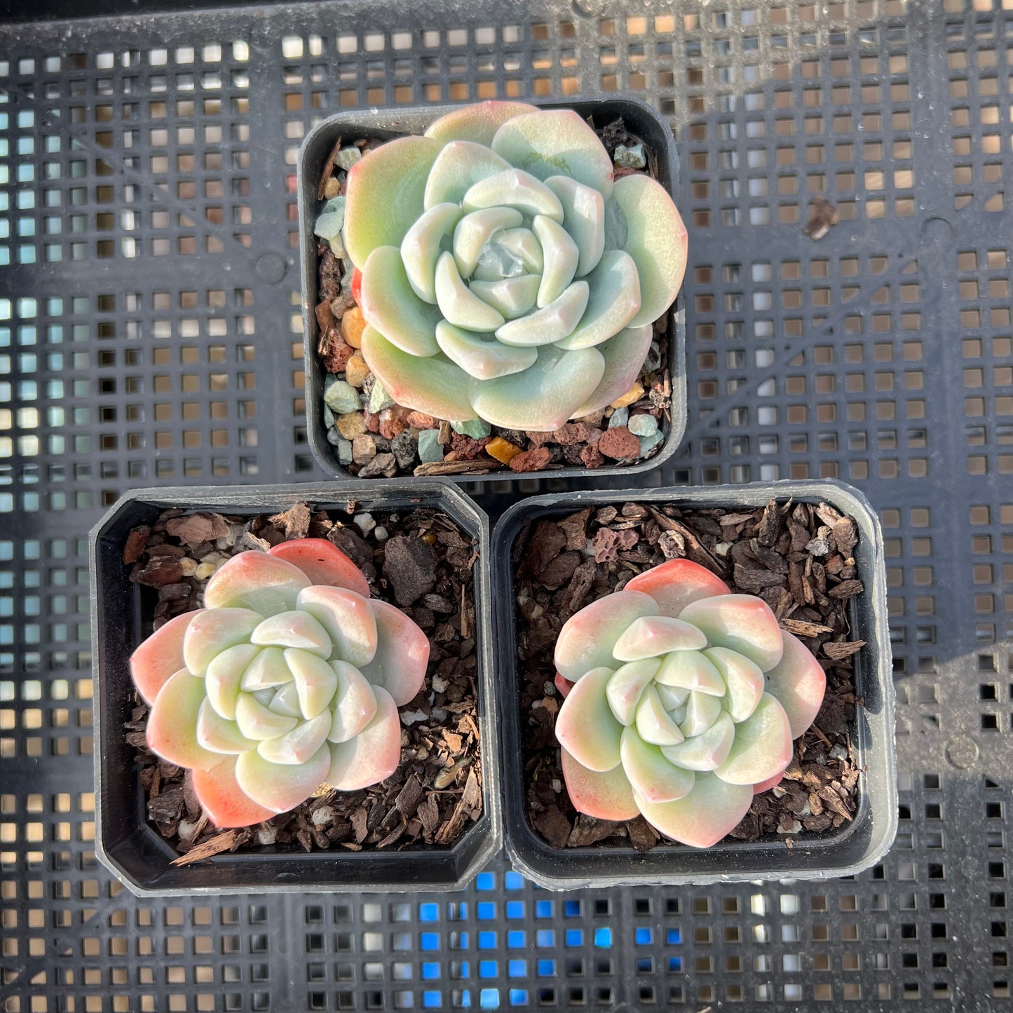 Echeveria Ice Green