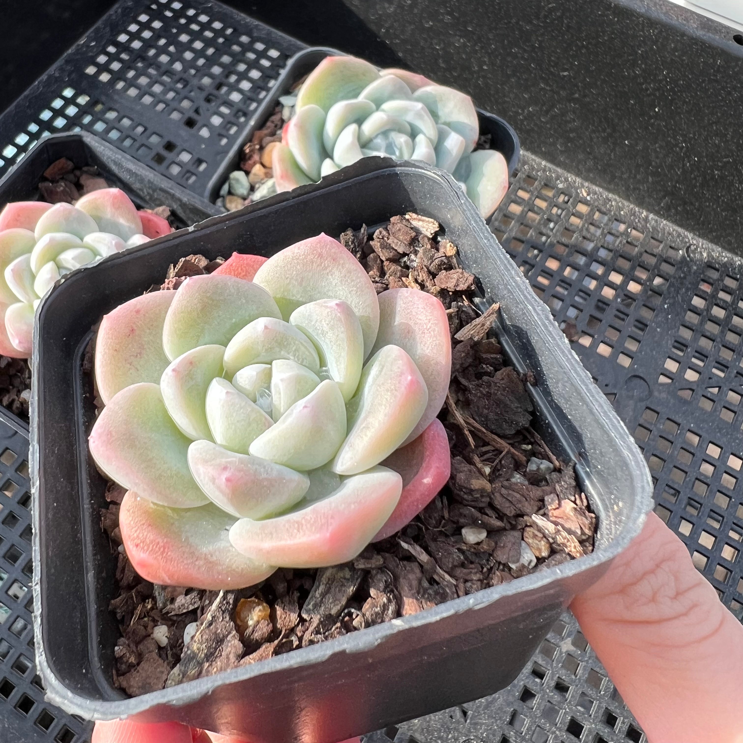 green ice succulent Echeveria Ice Green