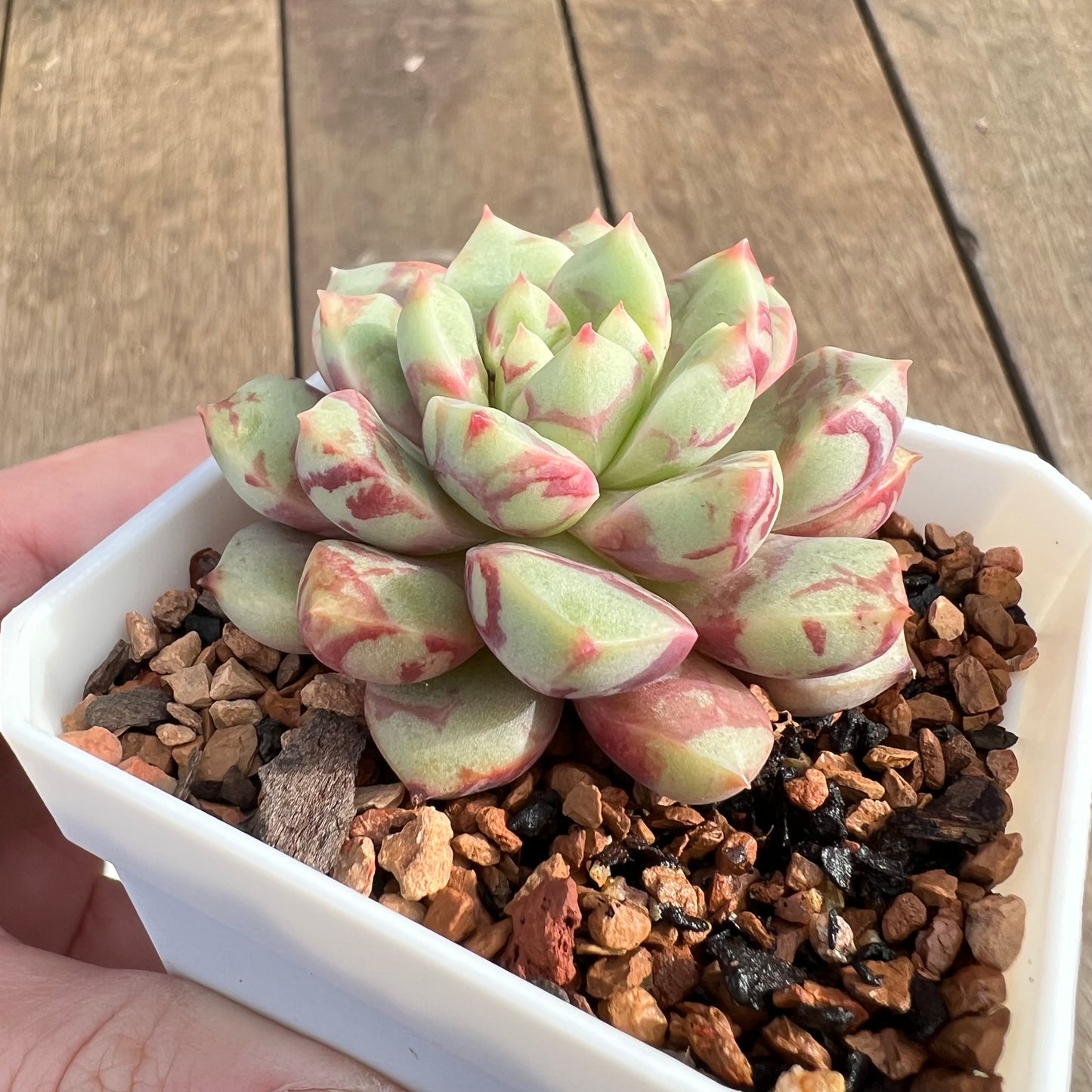 Echeveria Jelly Jam