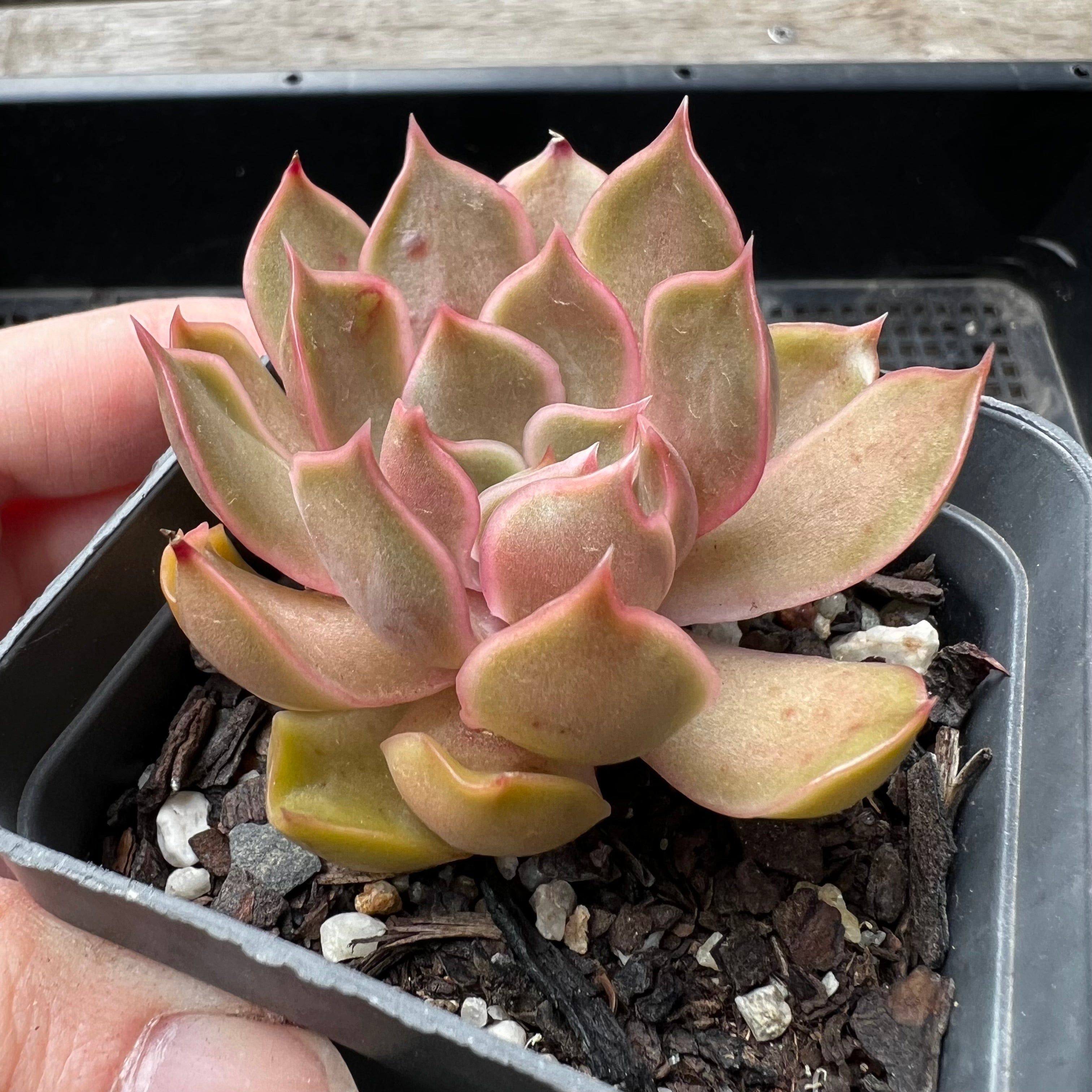 succulent kiss Echeveria Kisses