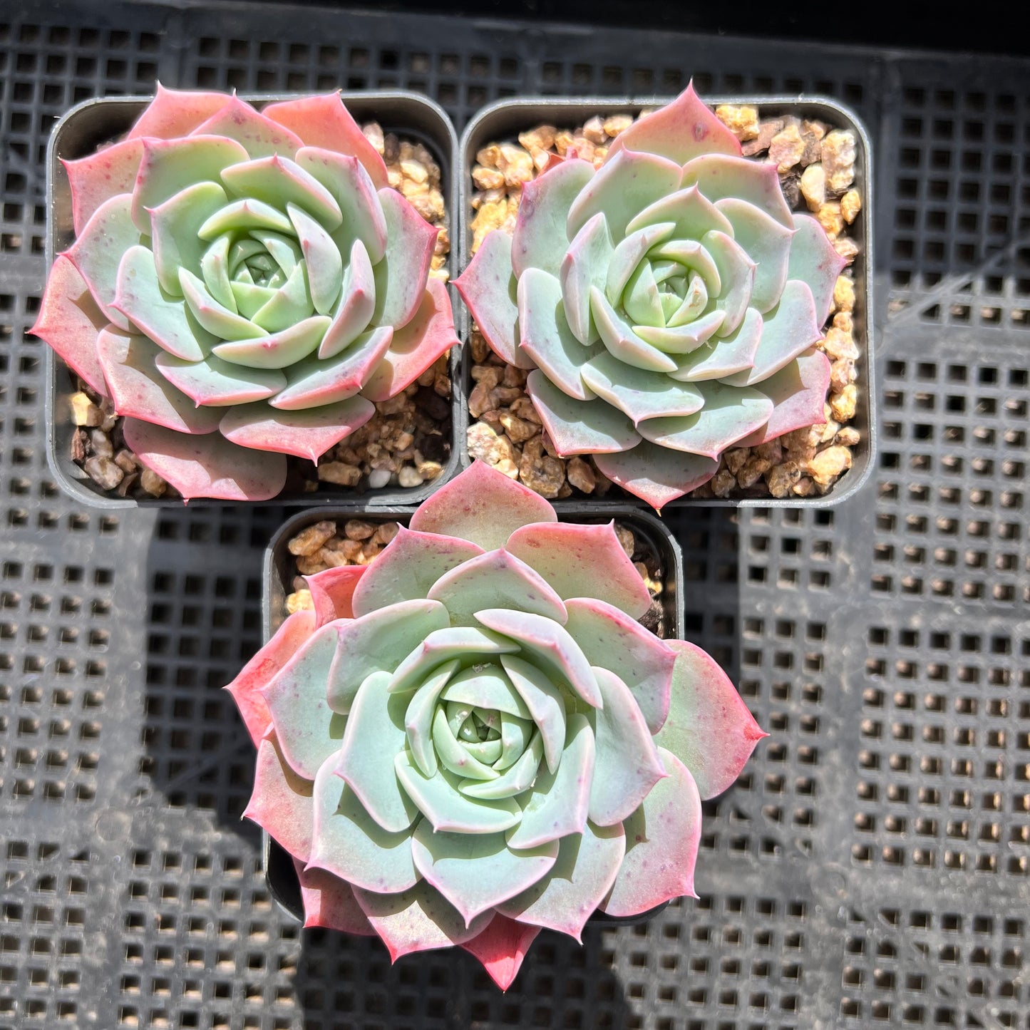 Echeveria Laui x Laulensis