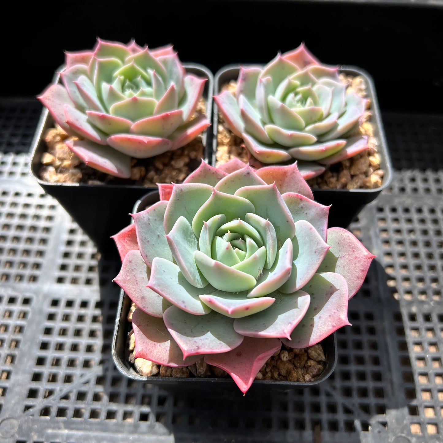 Echeveria Laui x Laulensis