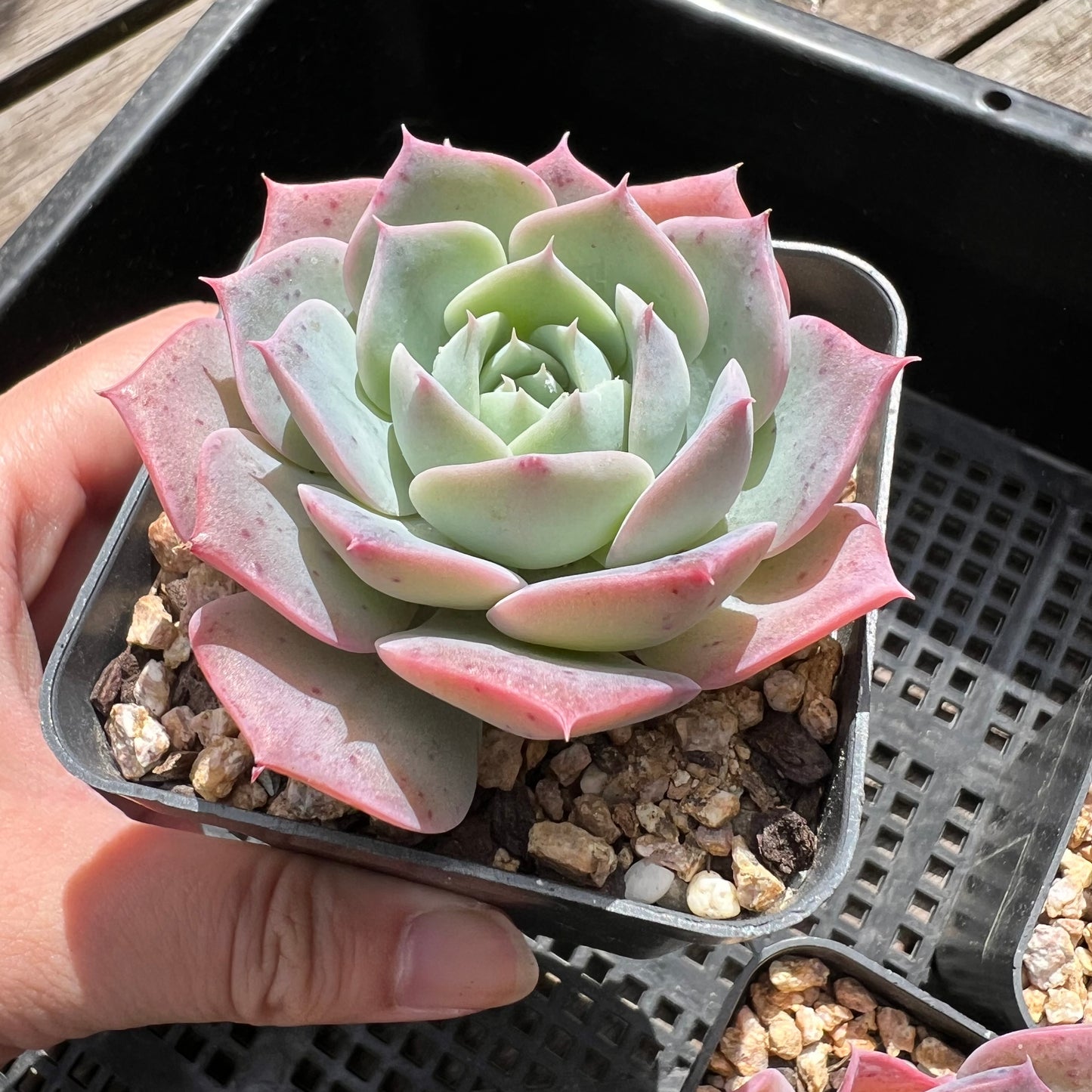 Echeveria Laui x Laulensis