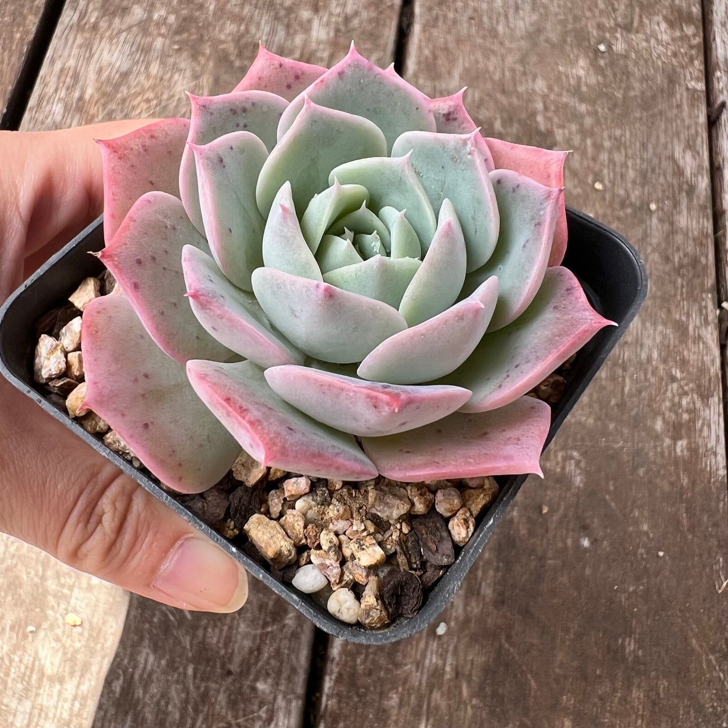 Echeveria Laui x Laulensis