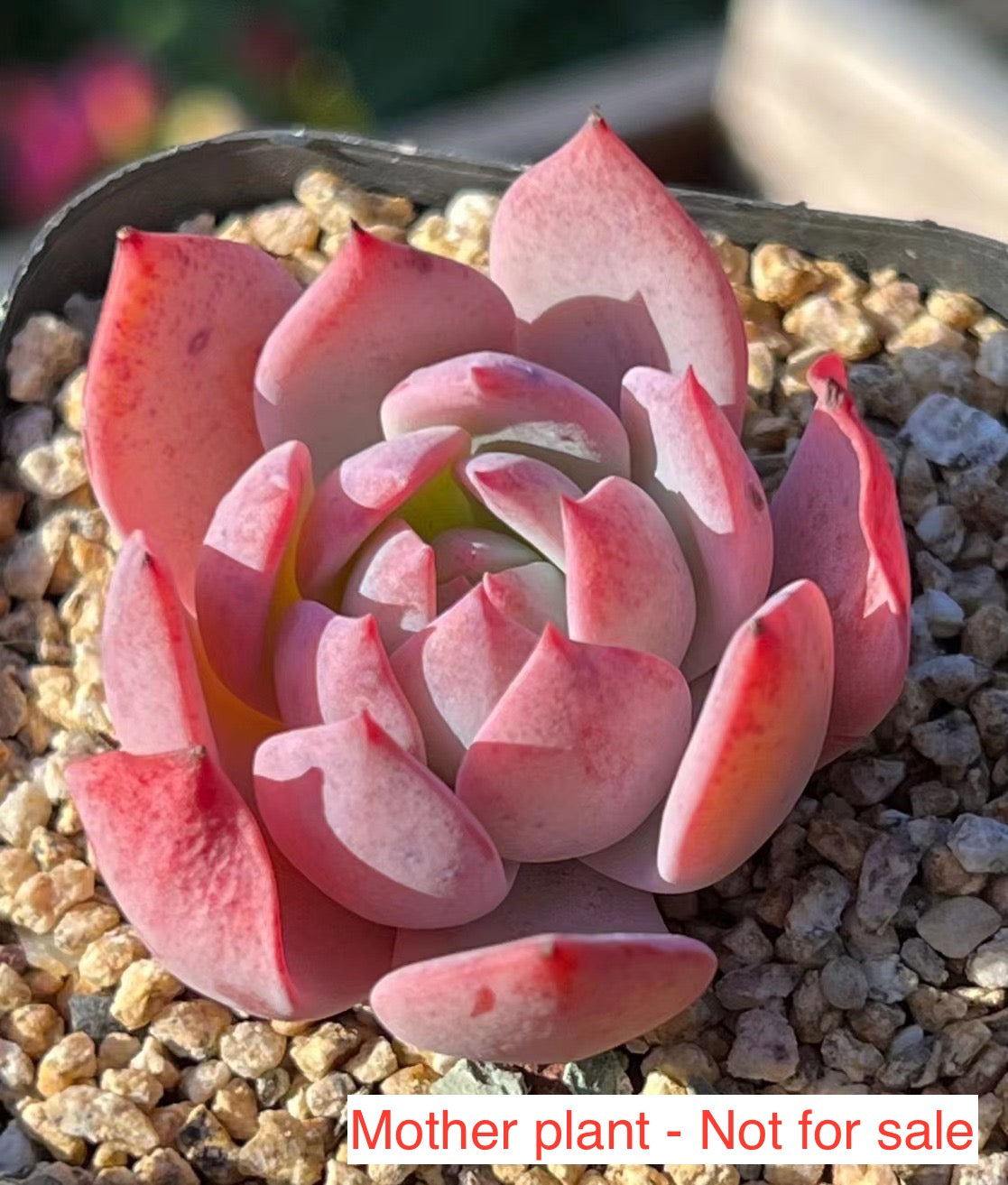 Echeveria Laui x Laulensis