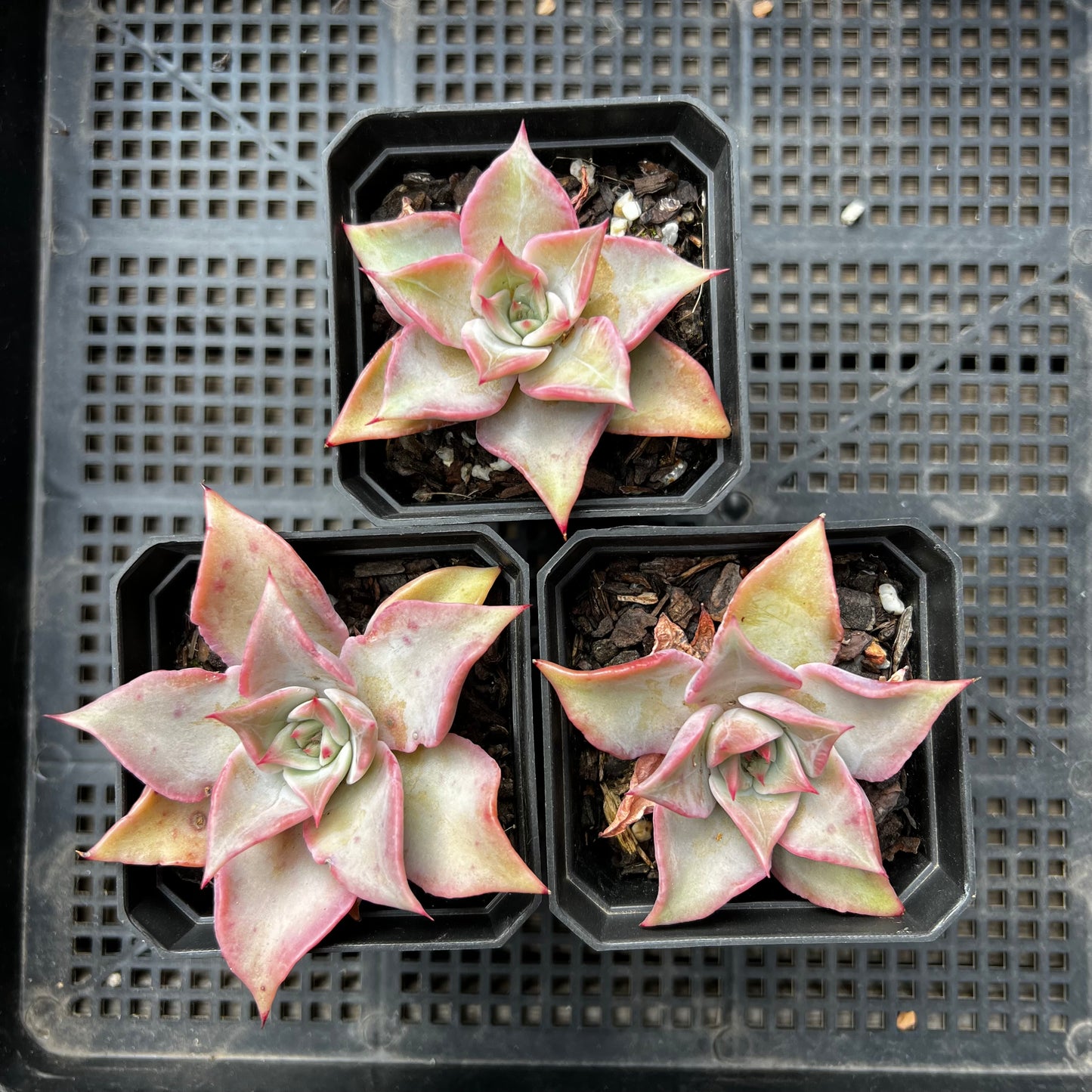 Echeveria Madiba / Pink lips