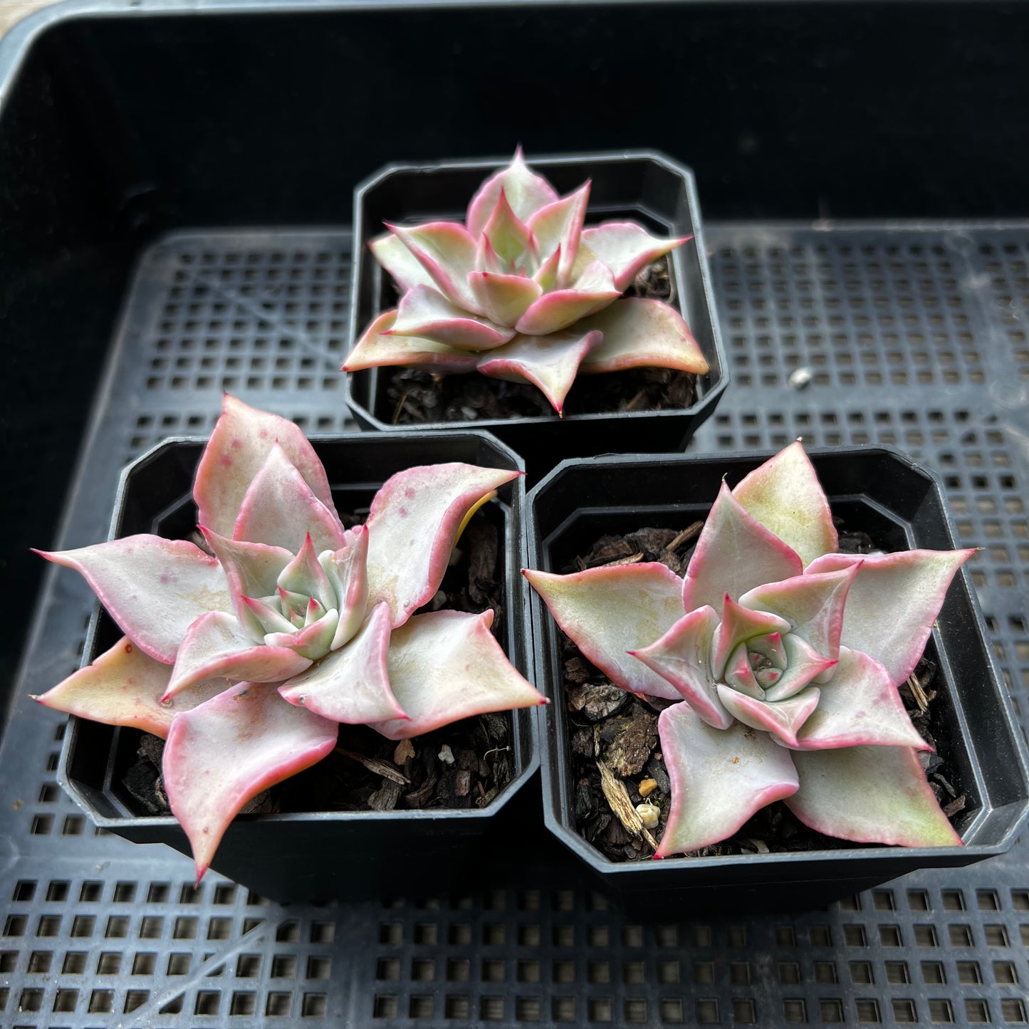 Echeveria Madiba / Pink lips