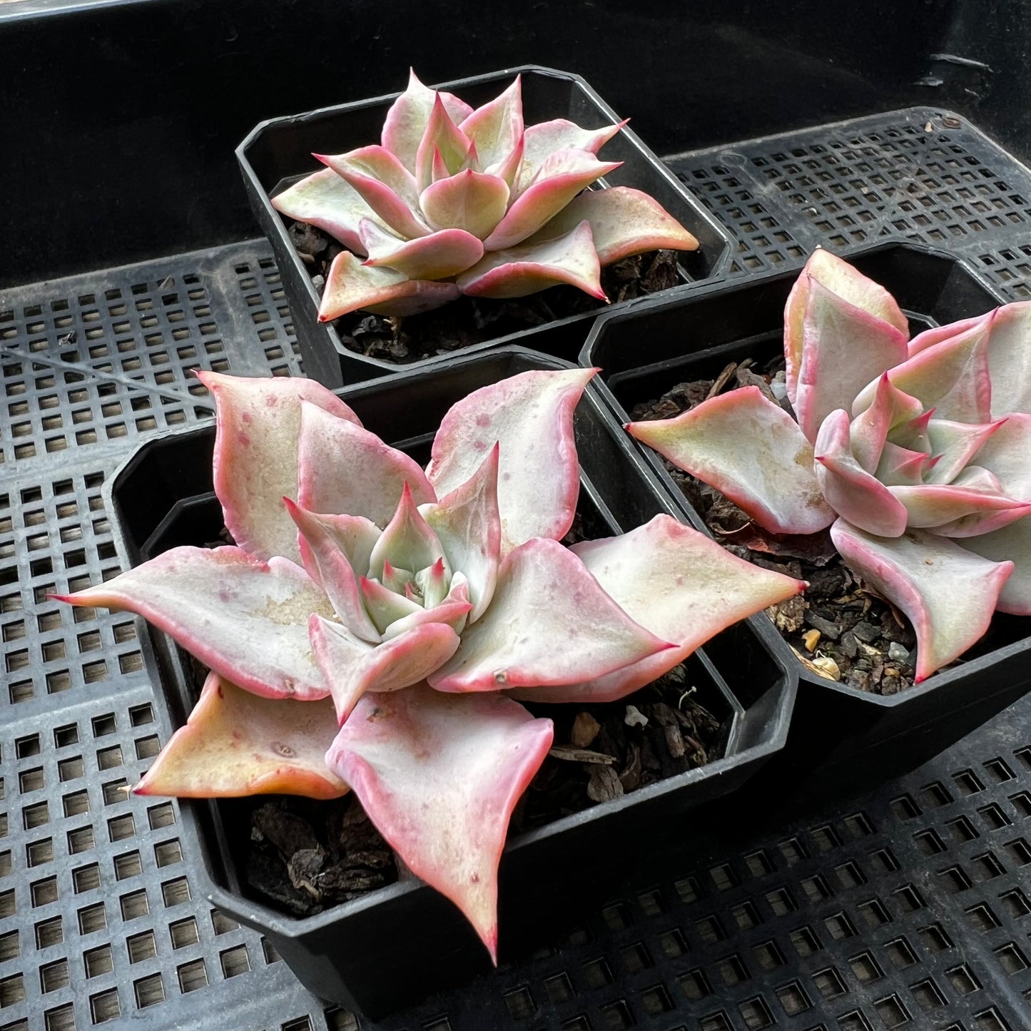 Echeveria Madiba / Pink lips