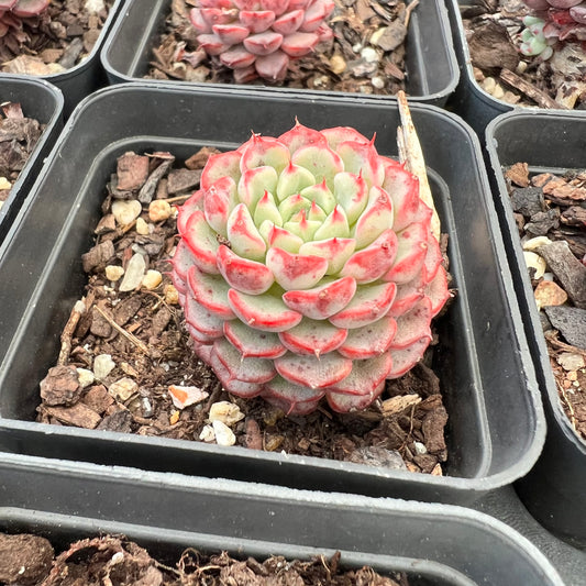 Echeveria Minima