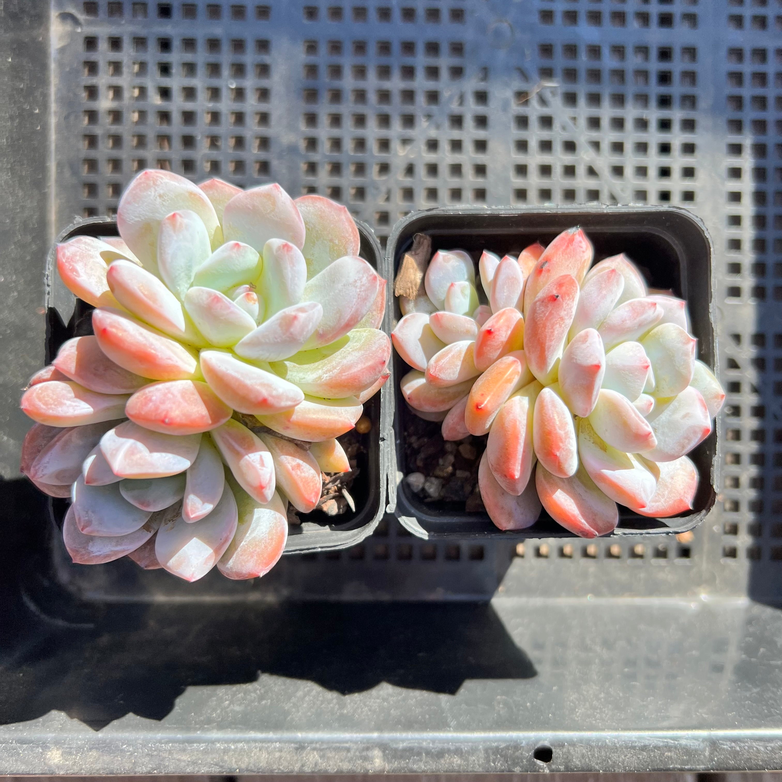 orange monroe succulent Echeveria Orange Monroe