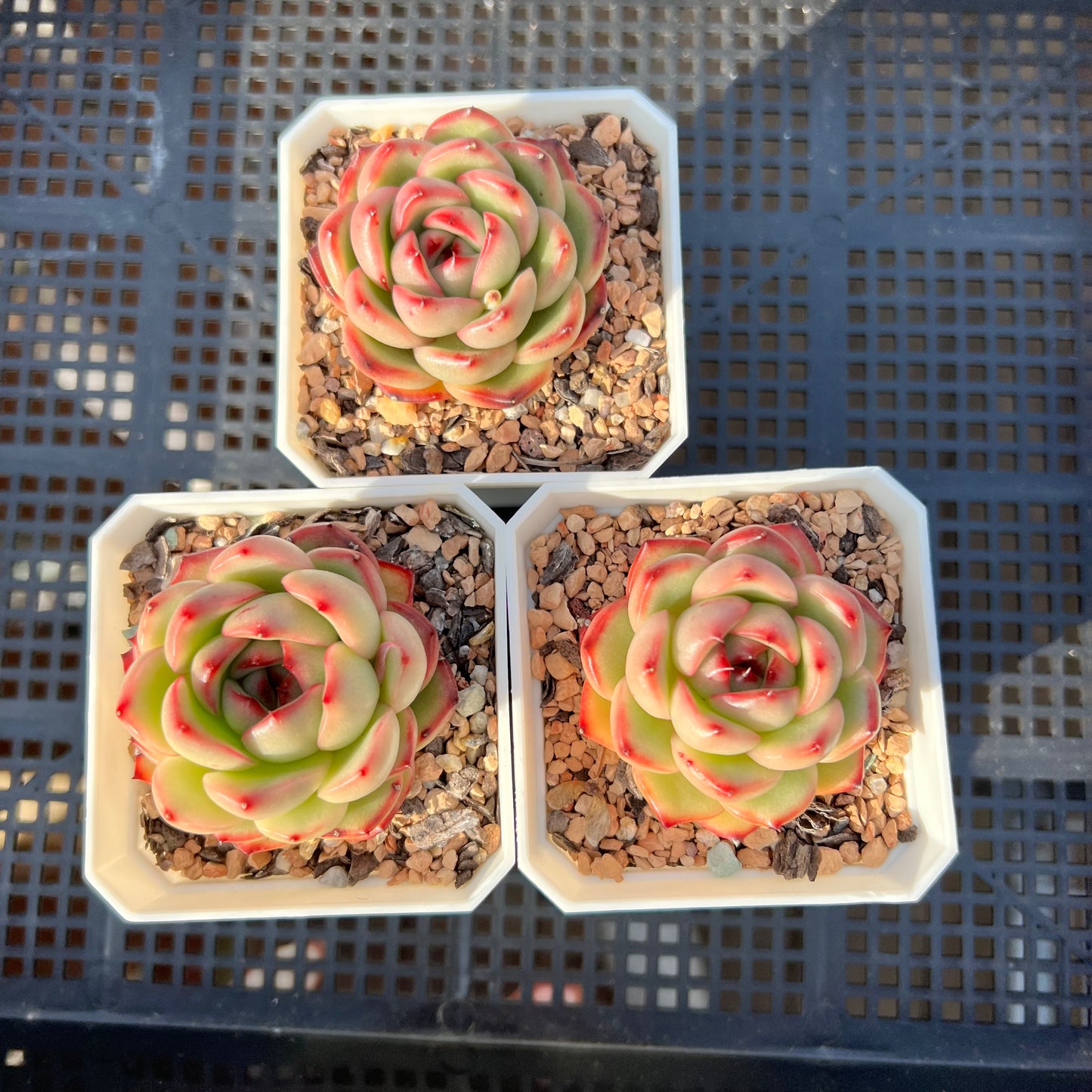 Echeveria 'Mont Blanc' Korean Form