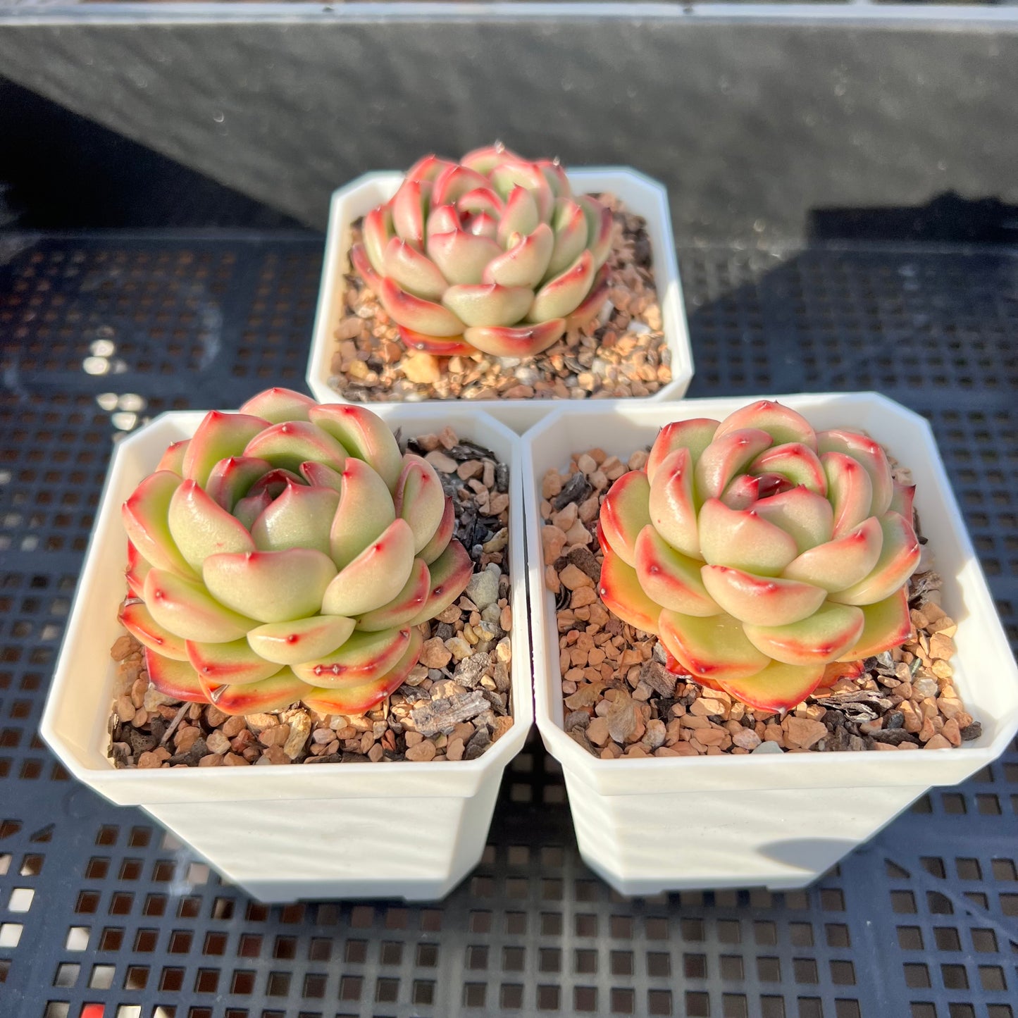 Echeveria 'Mont Blanc' Korean Form